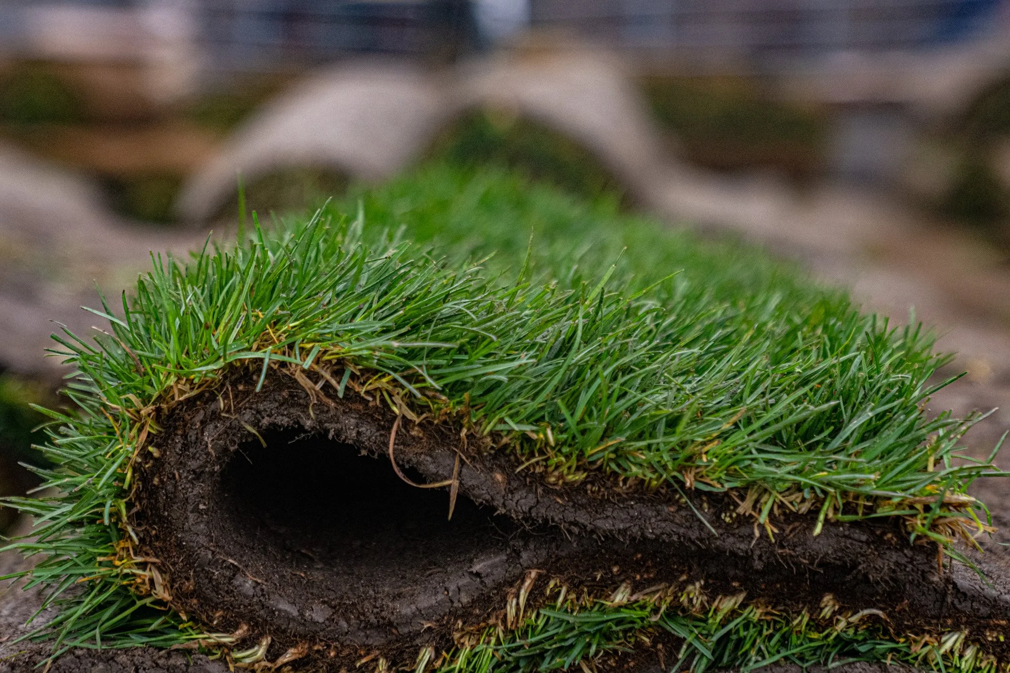 Fresh Cut Sod