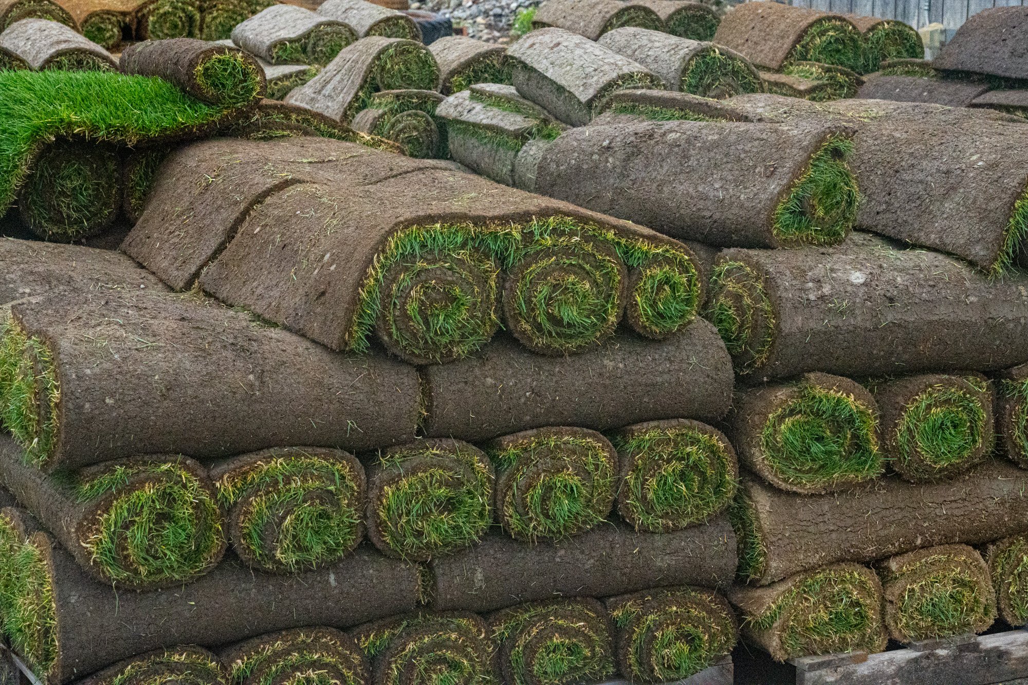 Pallets of Fresh Cut Sod