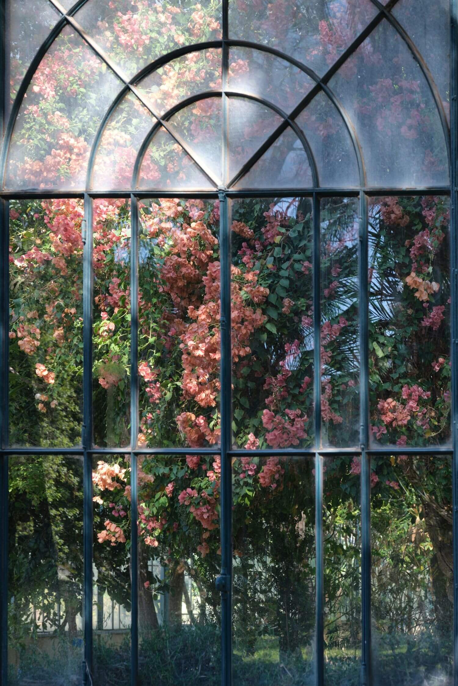 View of lush, pink flowering bushes and green trees through a glass window with black metal framing.
