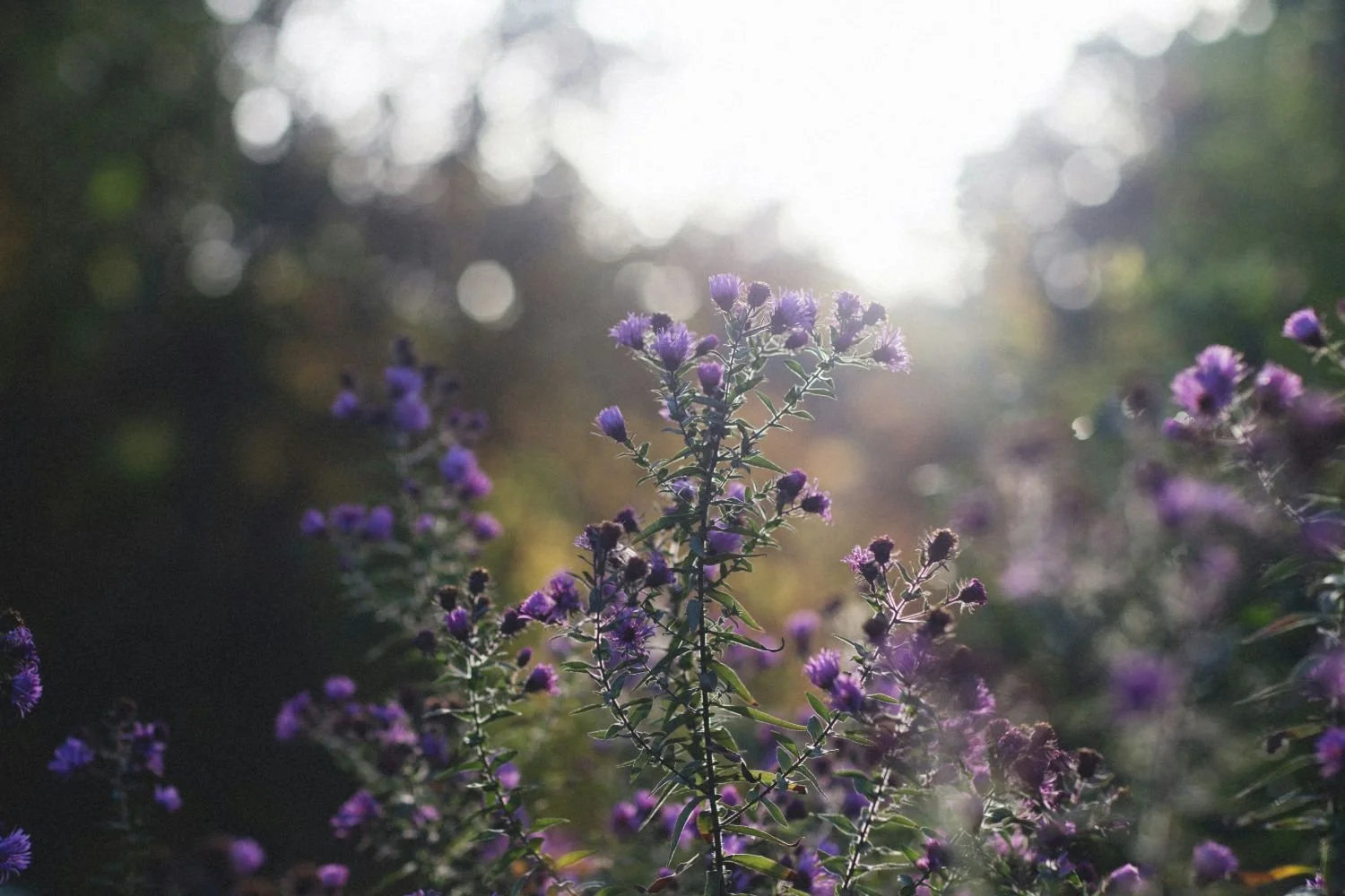 Purple wildflowers in soft sunlight with a blurry background.