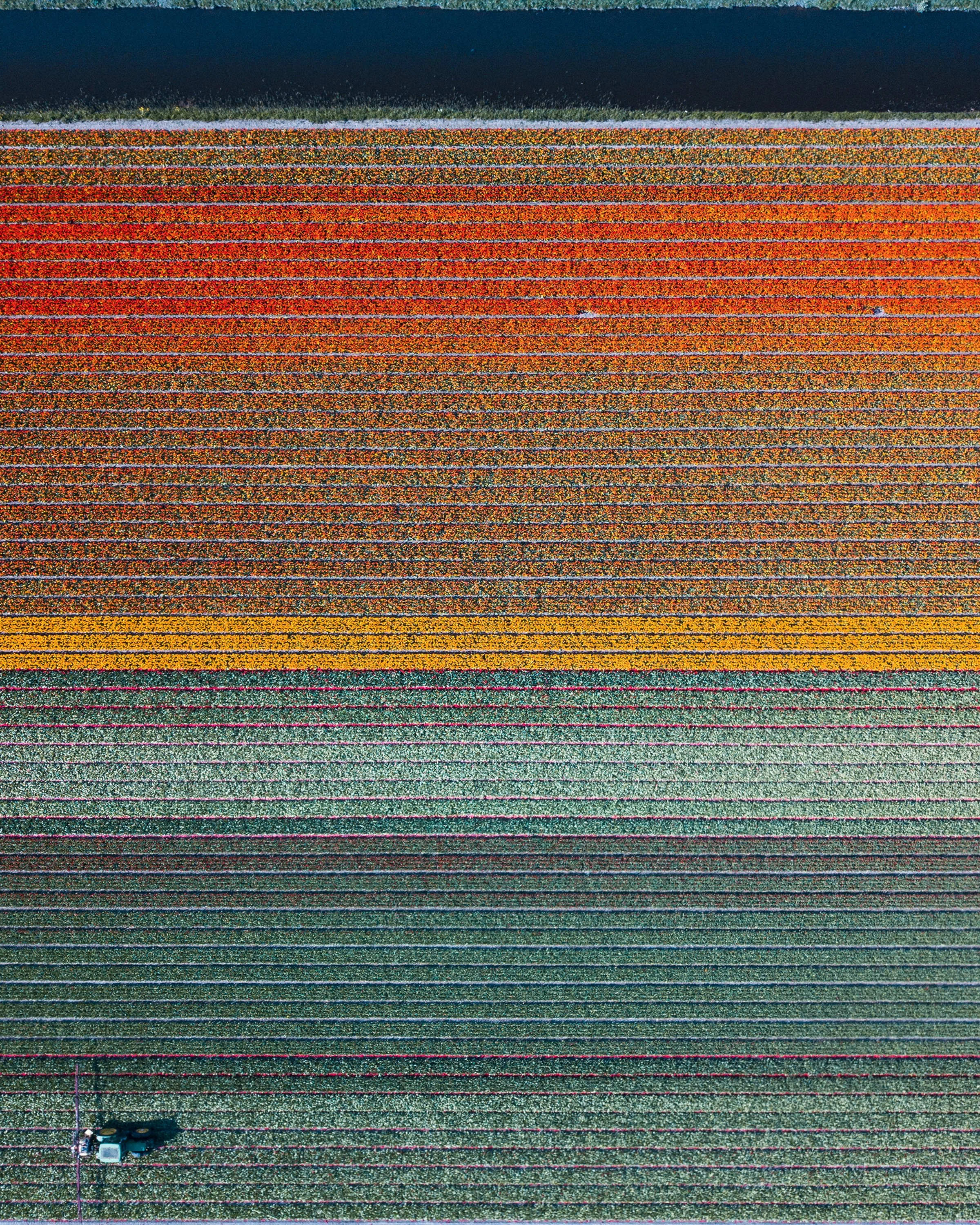 An aerial view of rows of colorful flowers with a person working in the field.