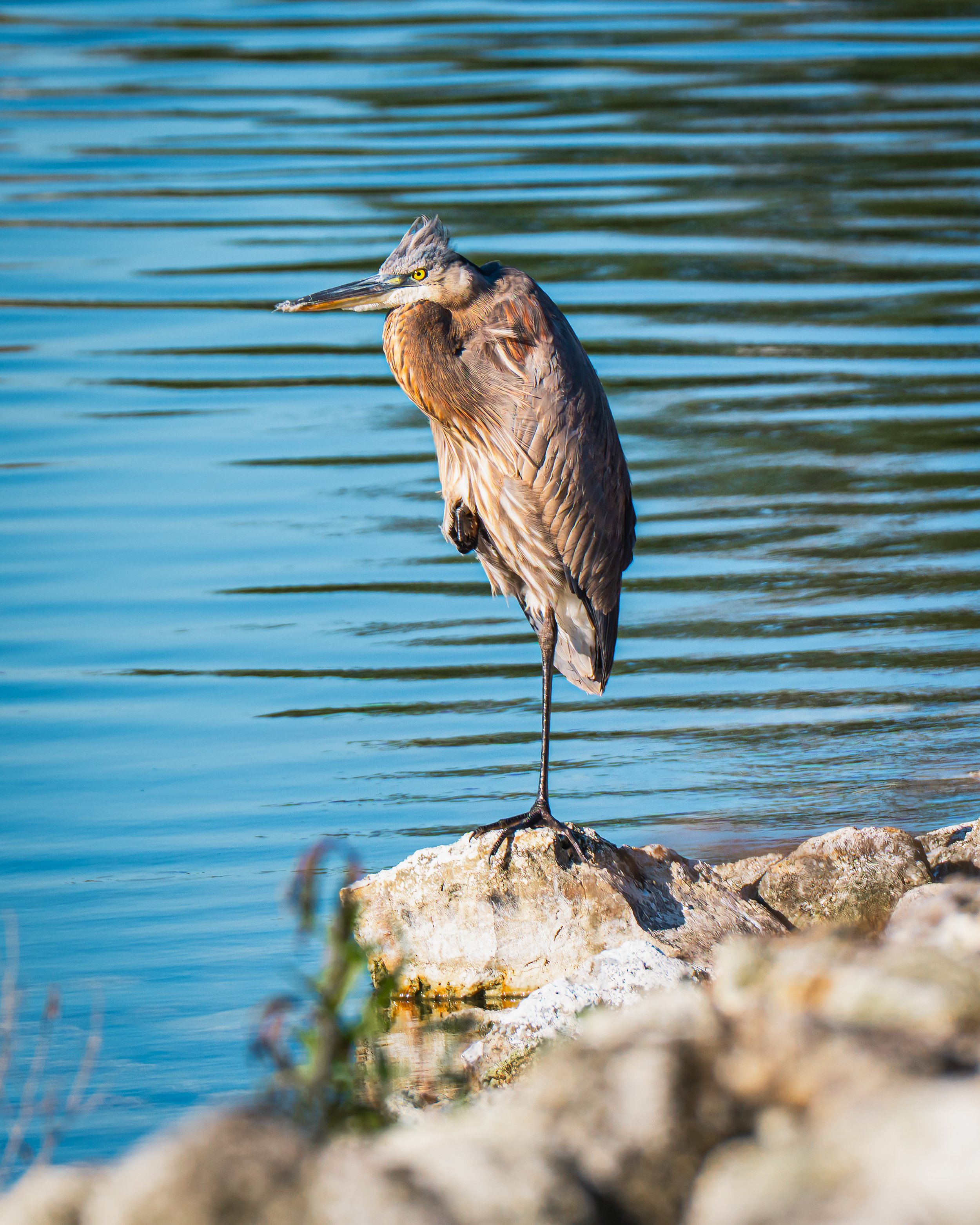 A heron standing on a rock at the edge of a body of water.