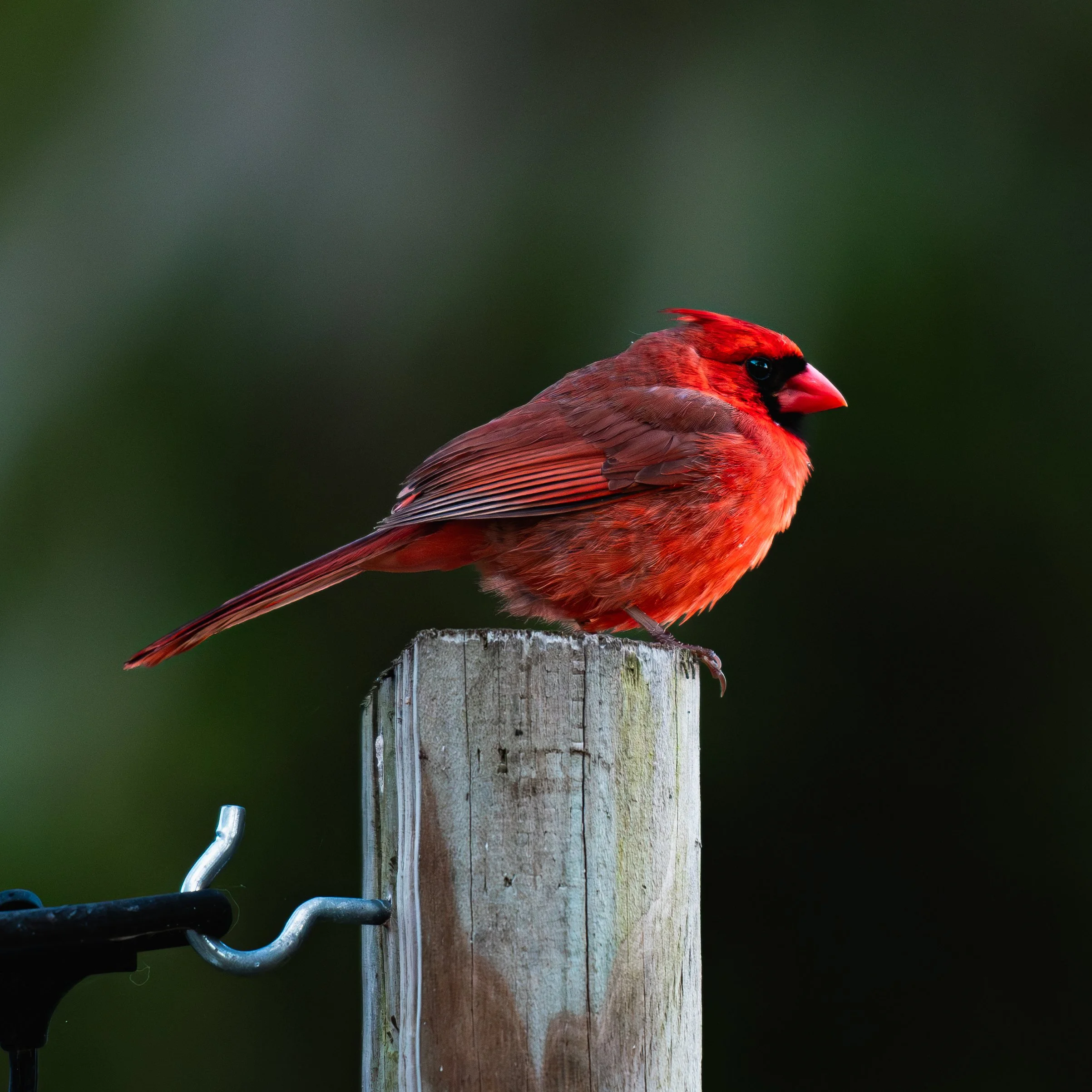 A red cardinal bird perched on a weathered wooden post with a blurred dark green background.