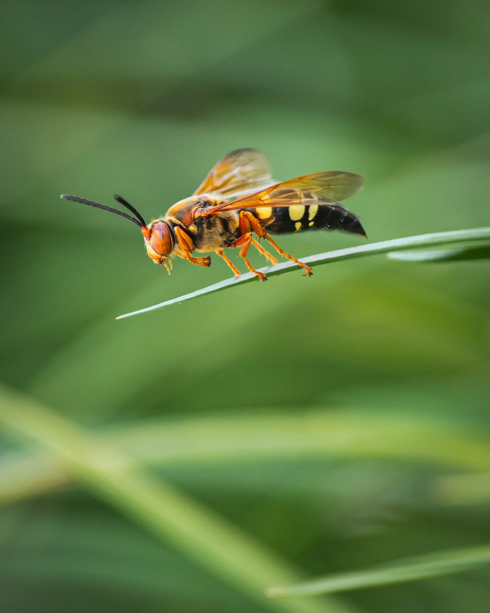Close-up of a wasp perched on a thin green grass blade with blurred green background.