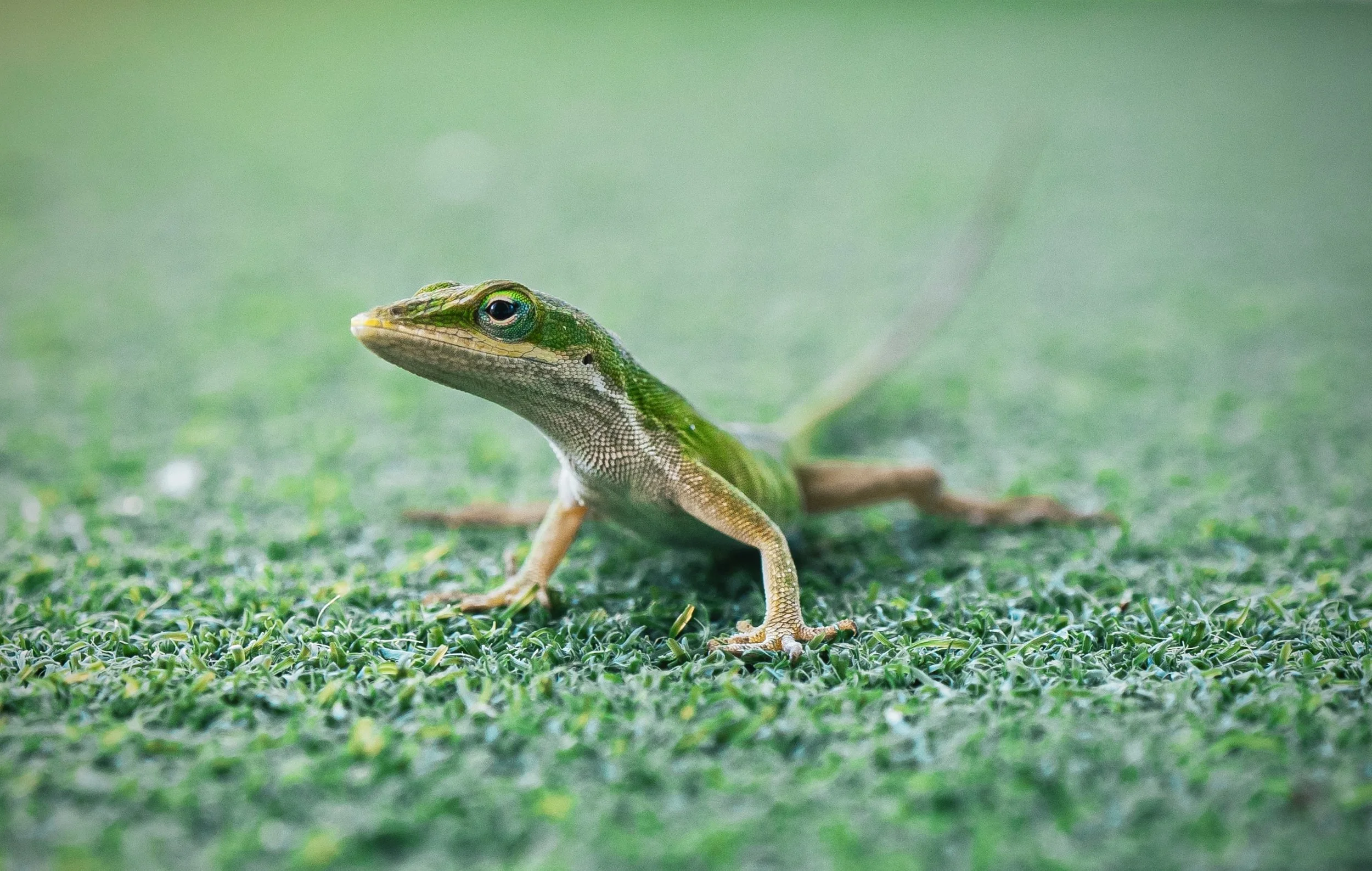 Close-up of a green and beige lizard on green grass, facing left.