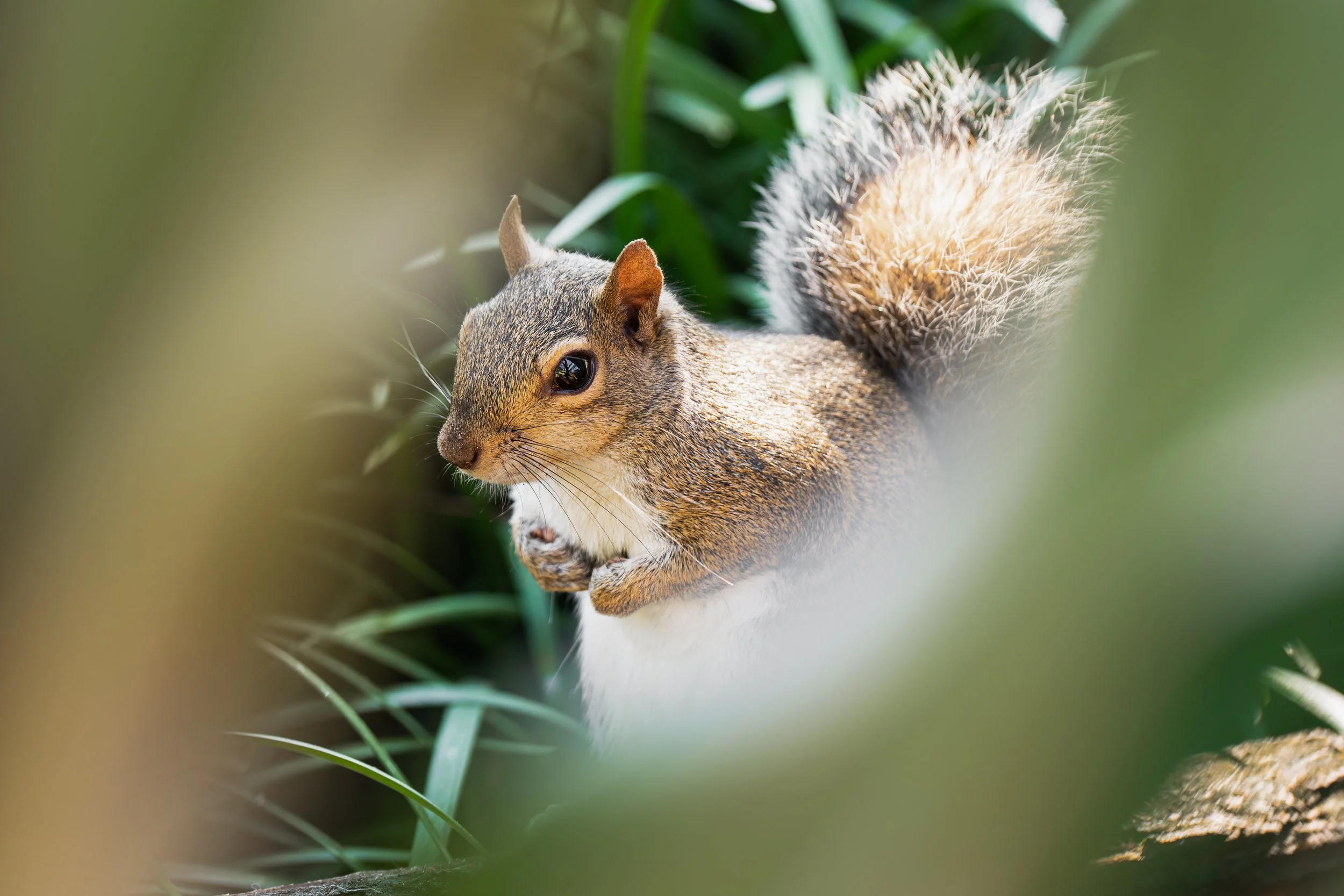 A close-up of an squirrel with a bushy tail among green foliage.