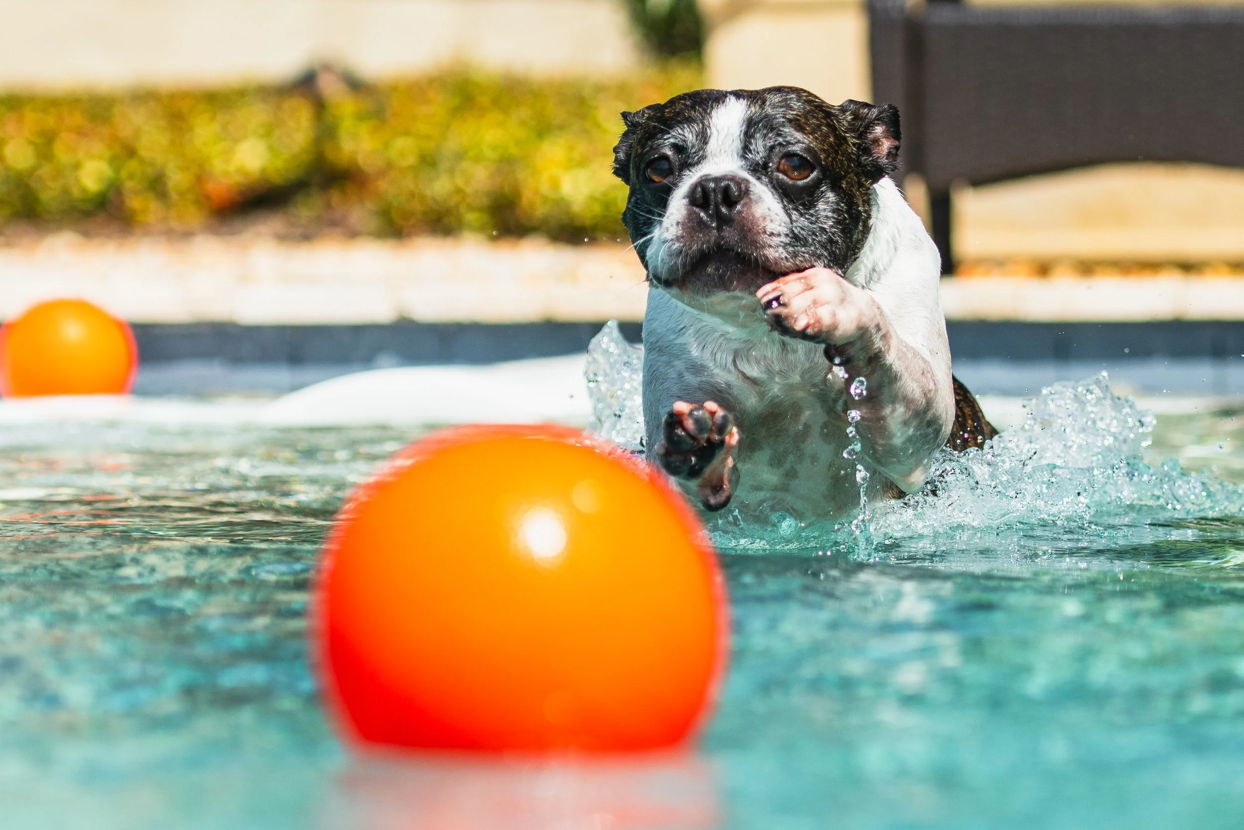 A small dog swimming in a pool with an orange ball nearby.