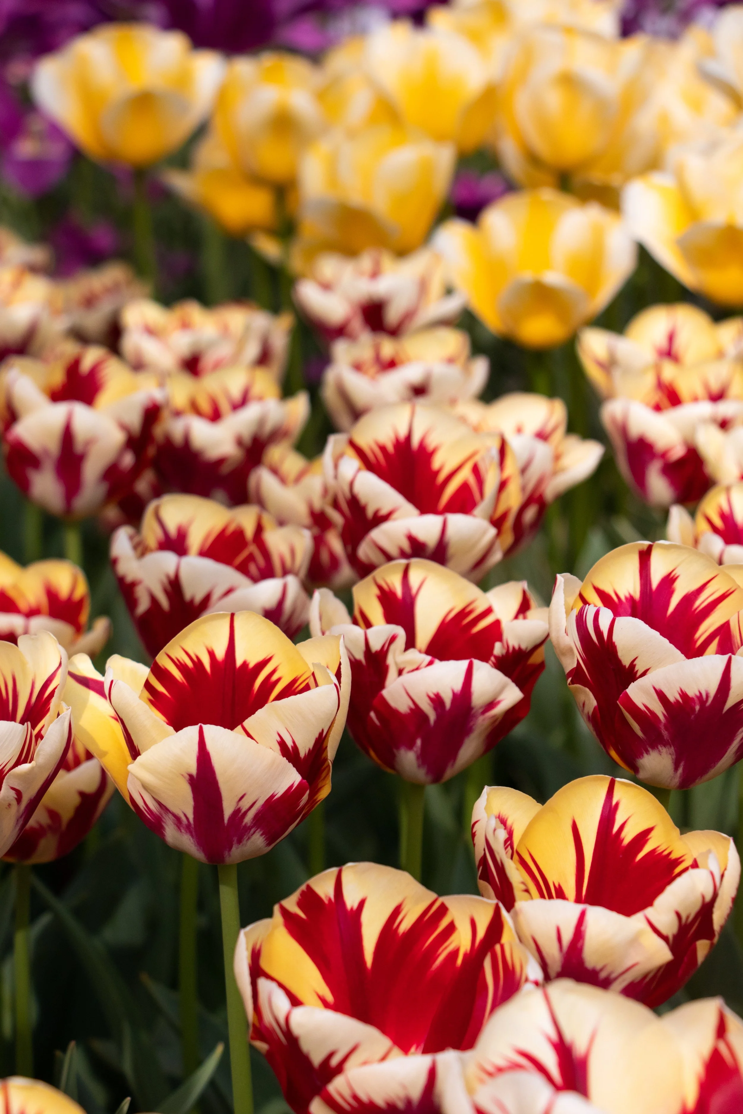 A field of yellow and white tulips with red streaks.