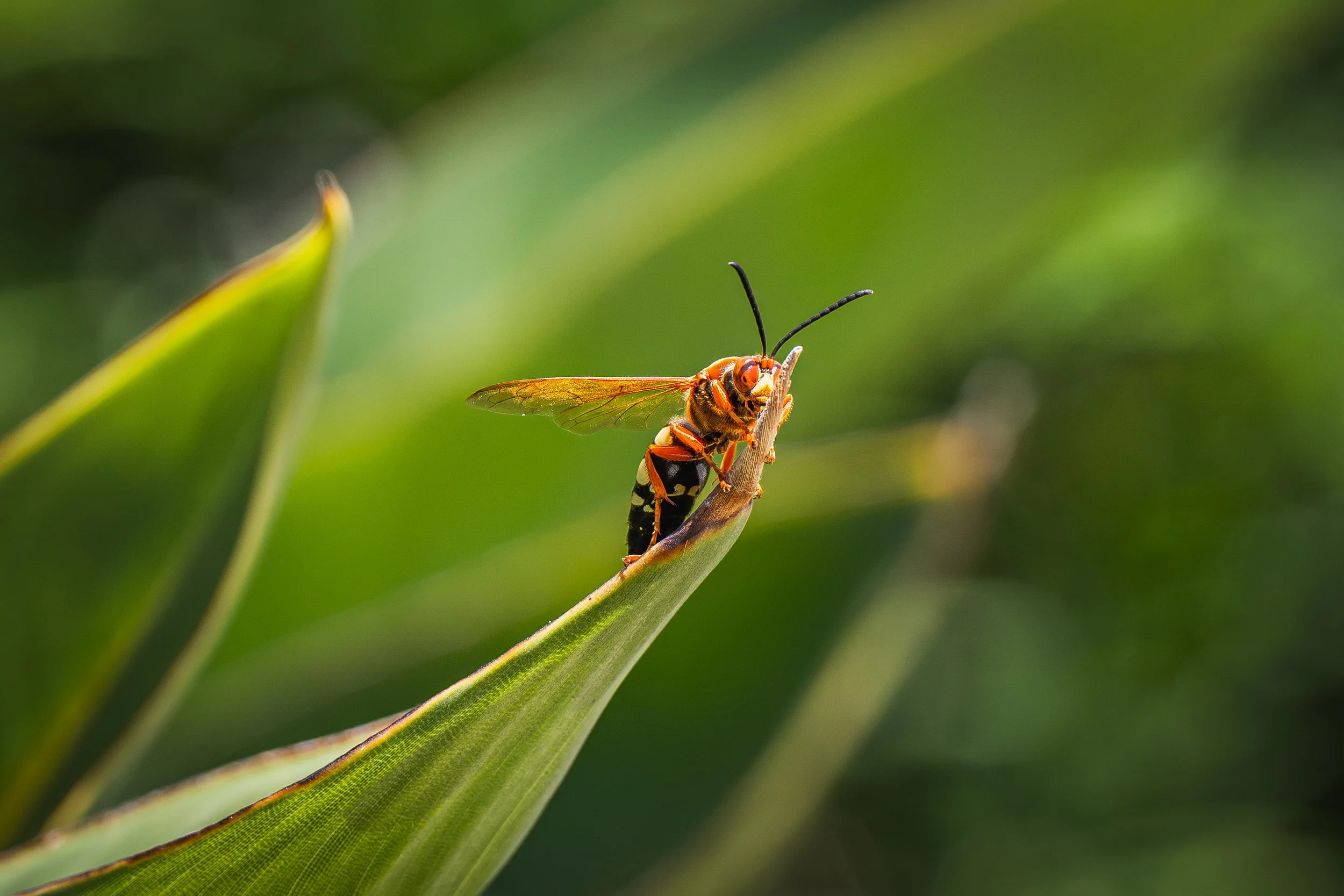 A close-up of a wasp perched on the tip of a green leaf with blurred green foliage in the background.