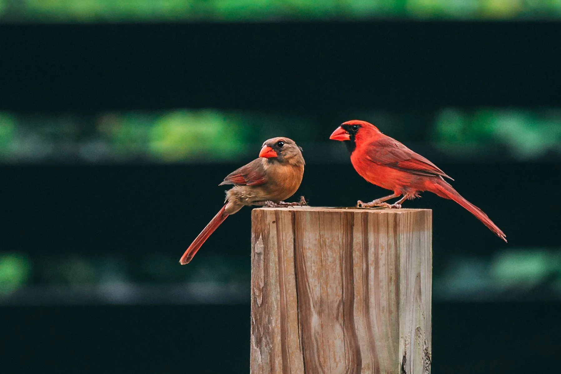 Two birds, a female and a male cardinal, perched on a wooden post with a blurred green background.