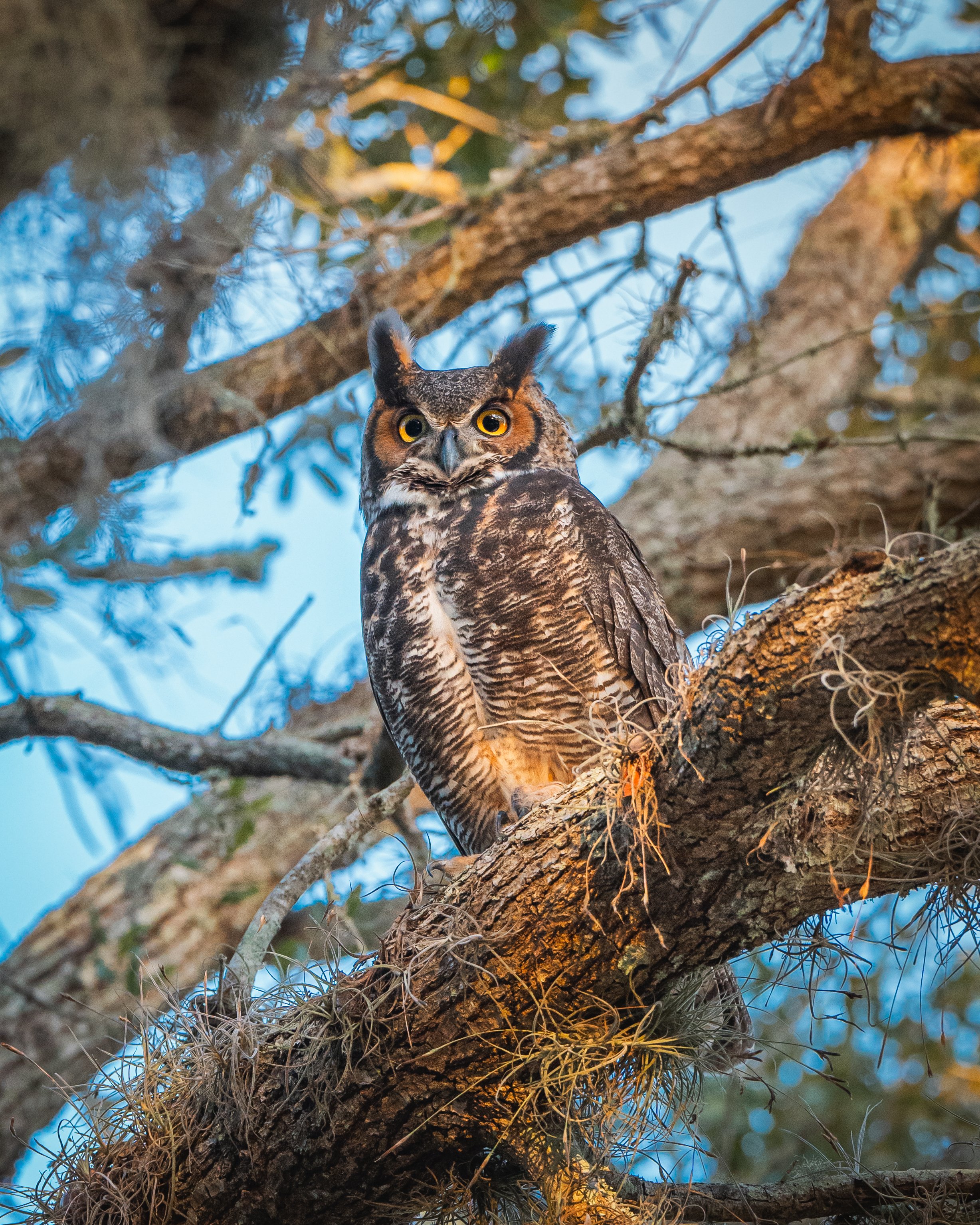 A great horned owl perched on a tree branch with a blue sky background.