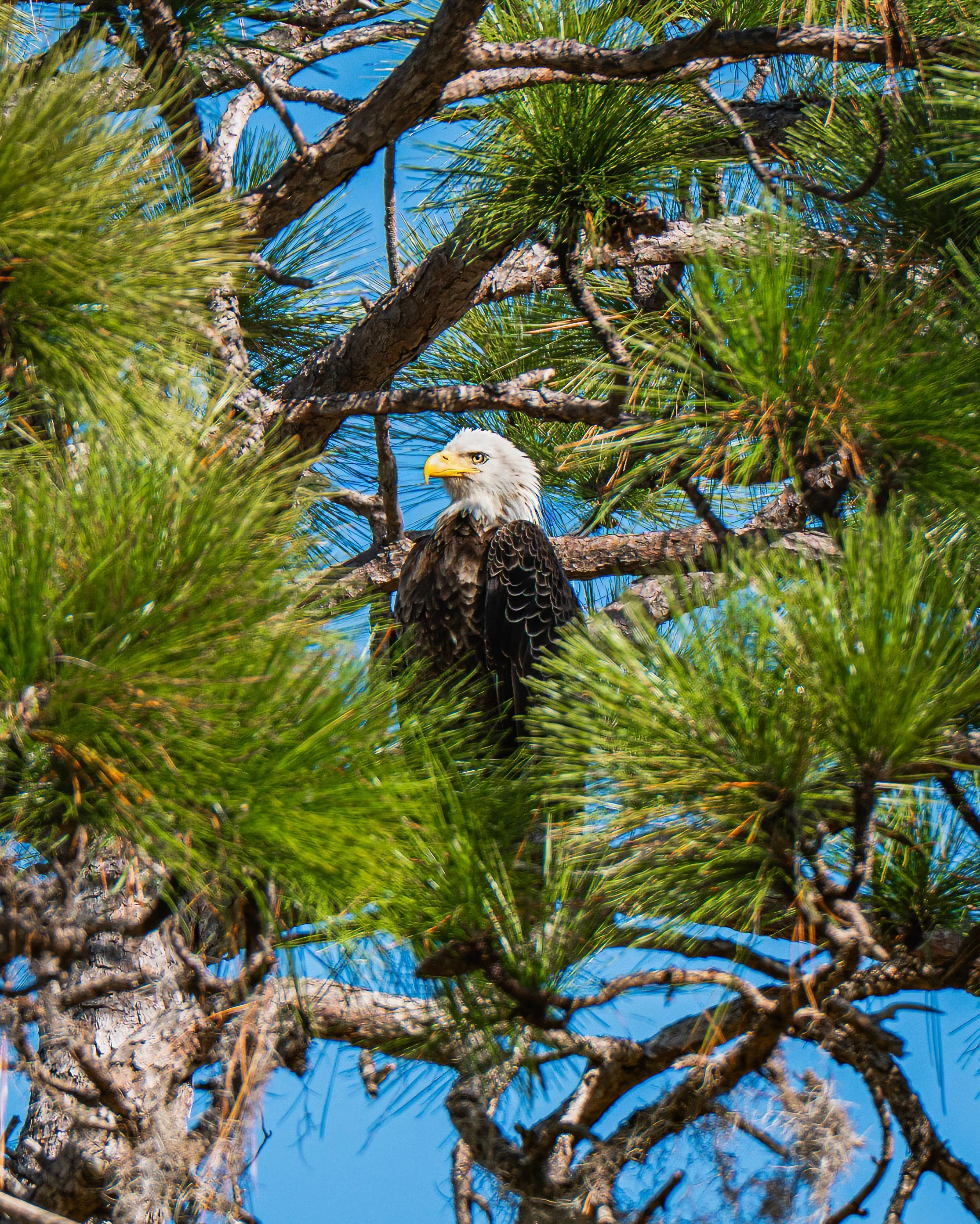 A bald eagle perched high in a pine tree with green needles, overlooking a blue sky.