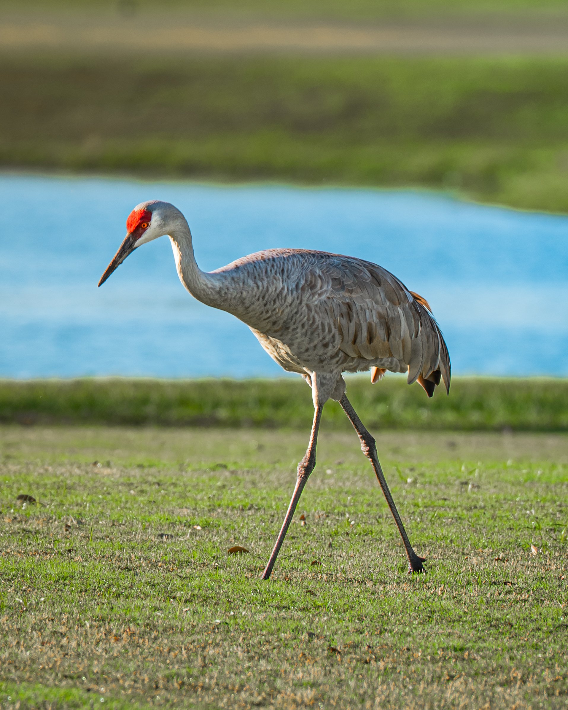 A sandhill crane walking on grass near a body of water, with a blurred green landscape in the background.