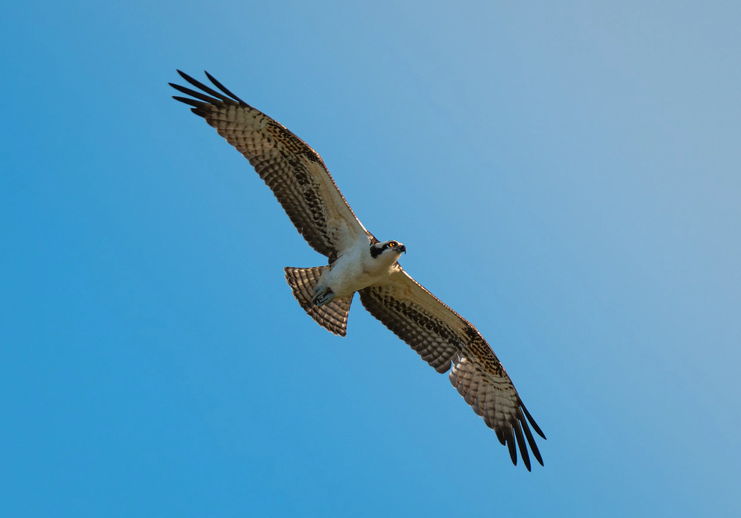 An osprey soaring in the clear blue sky with its wings spread wide.