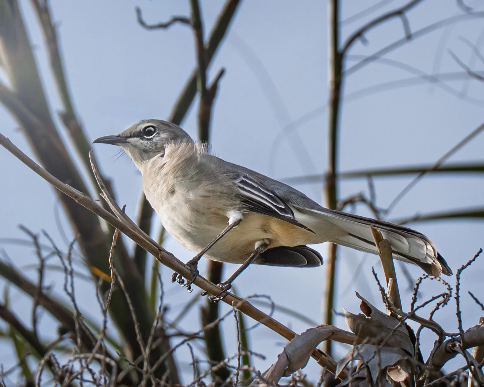 A bird perched on a branch among tree twigs, with a pale blue sky in the background.