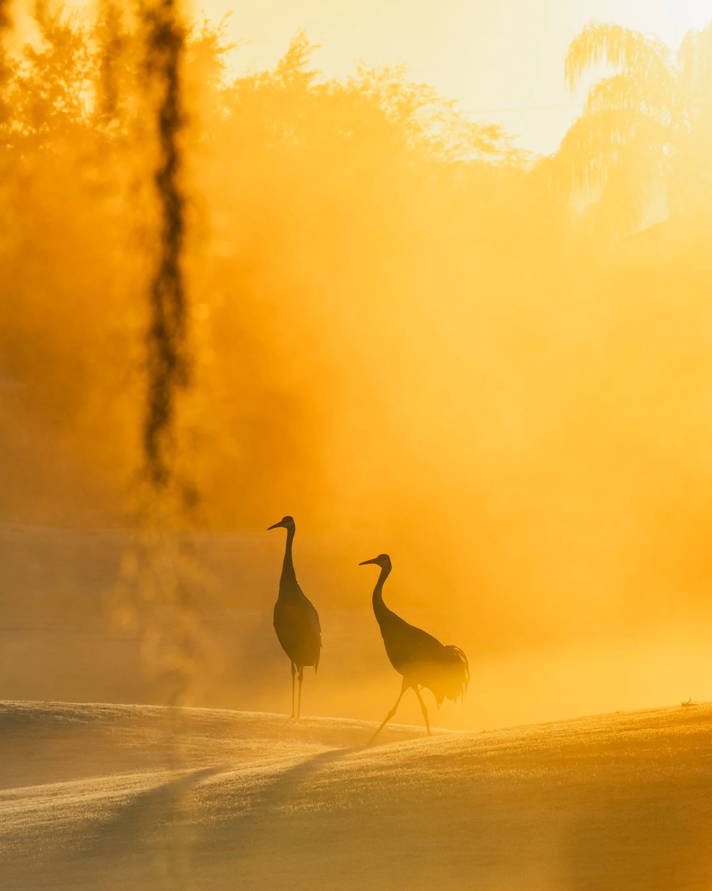 Two sandhill cranes standing on a foggy golf course at sunrise with a golden sky and silhouettes of trees and buildings in the background.