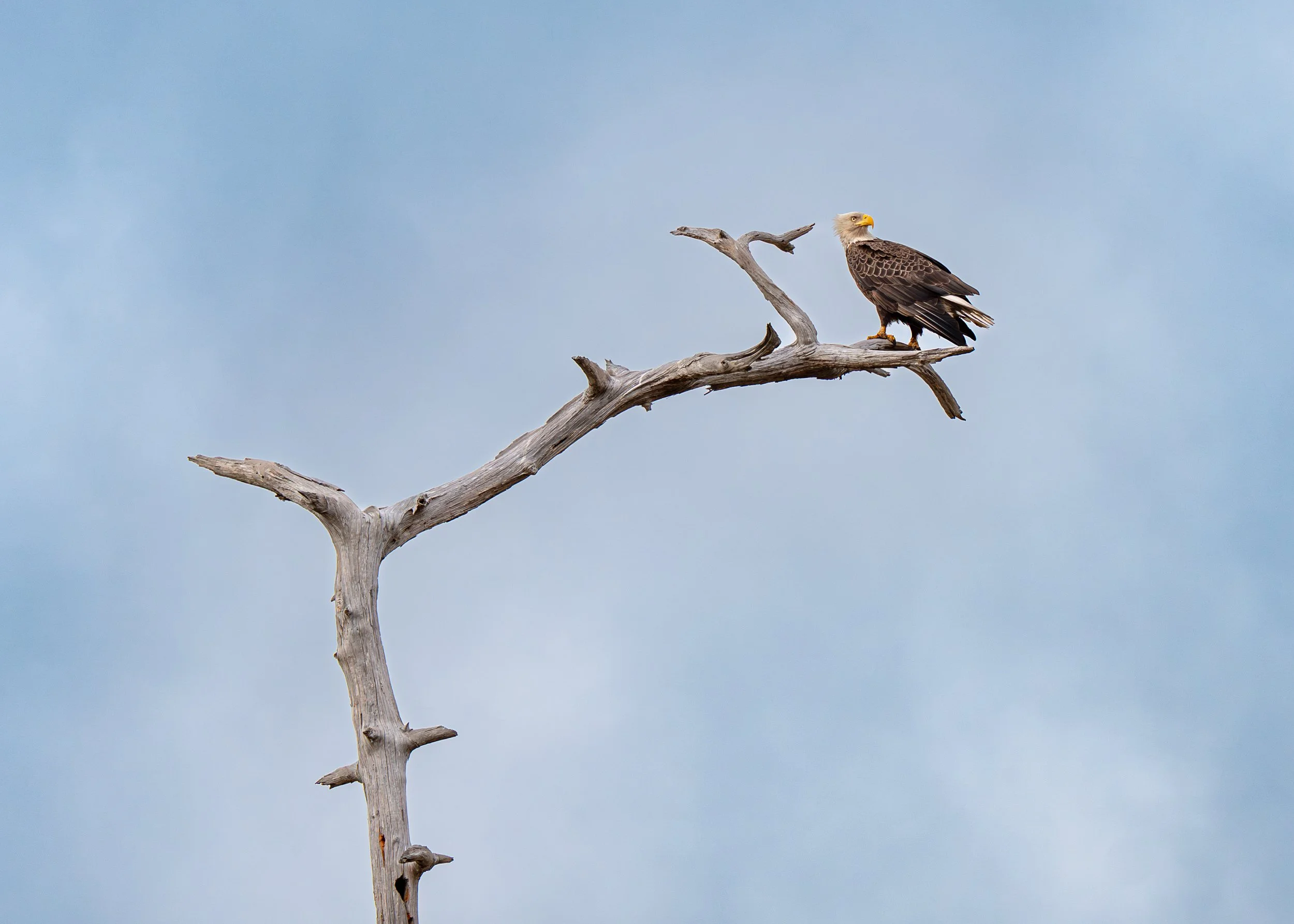 Bald Eagle in Winter Garden, Florida