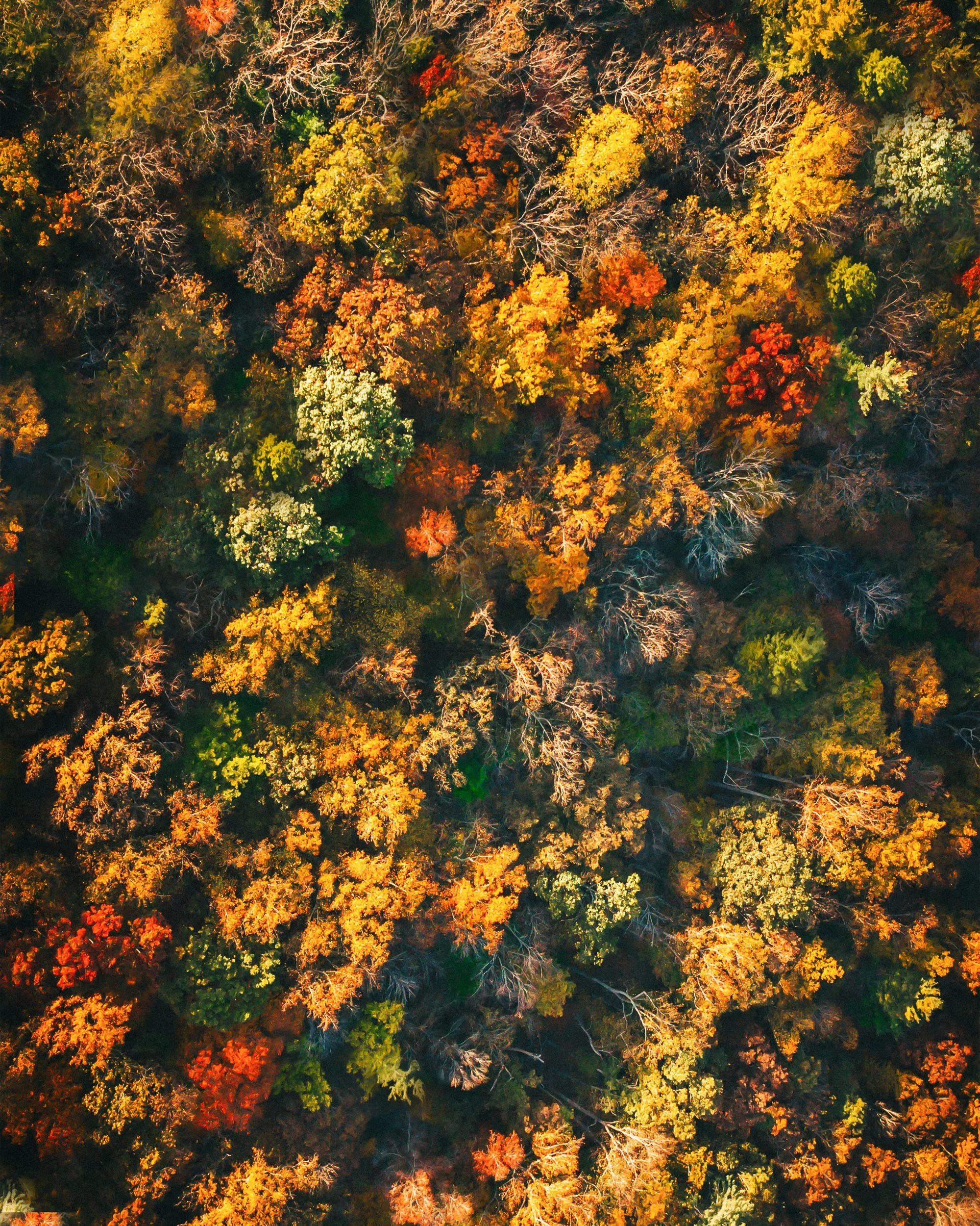 Aerial view of a forest with trees displaying fall colors, including yellow, orange, red, and green leaves.
