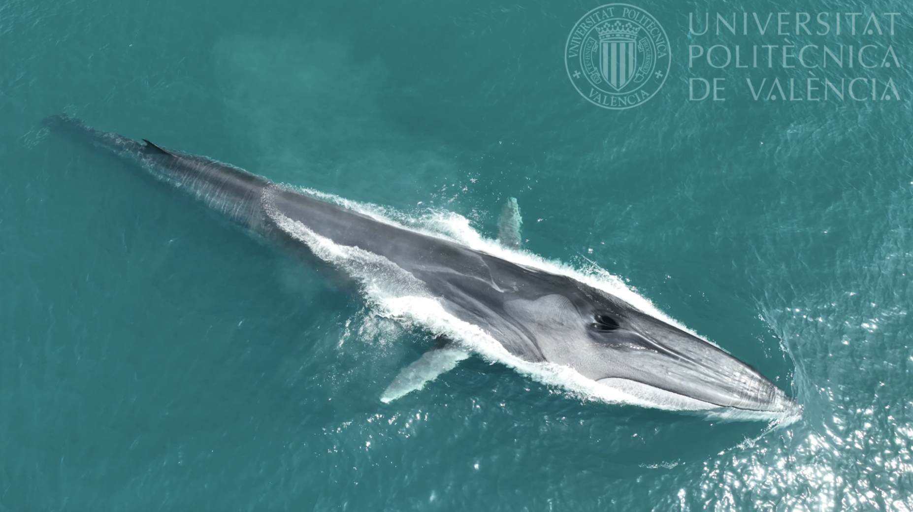 Fin Whale Tagging Mission