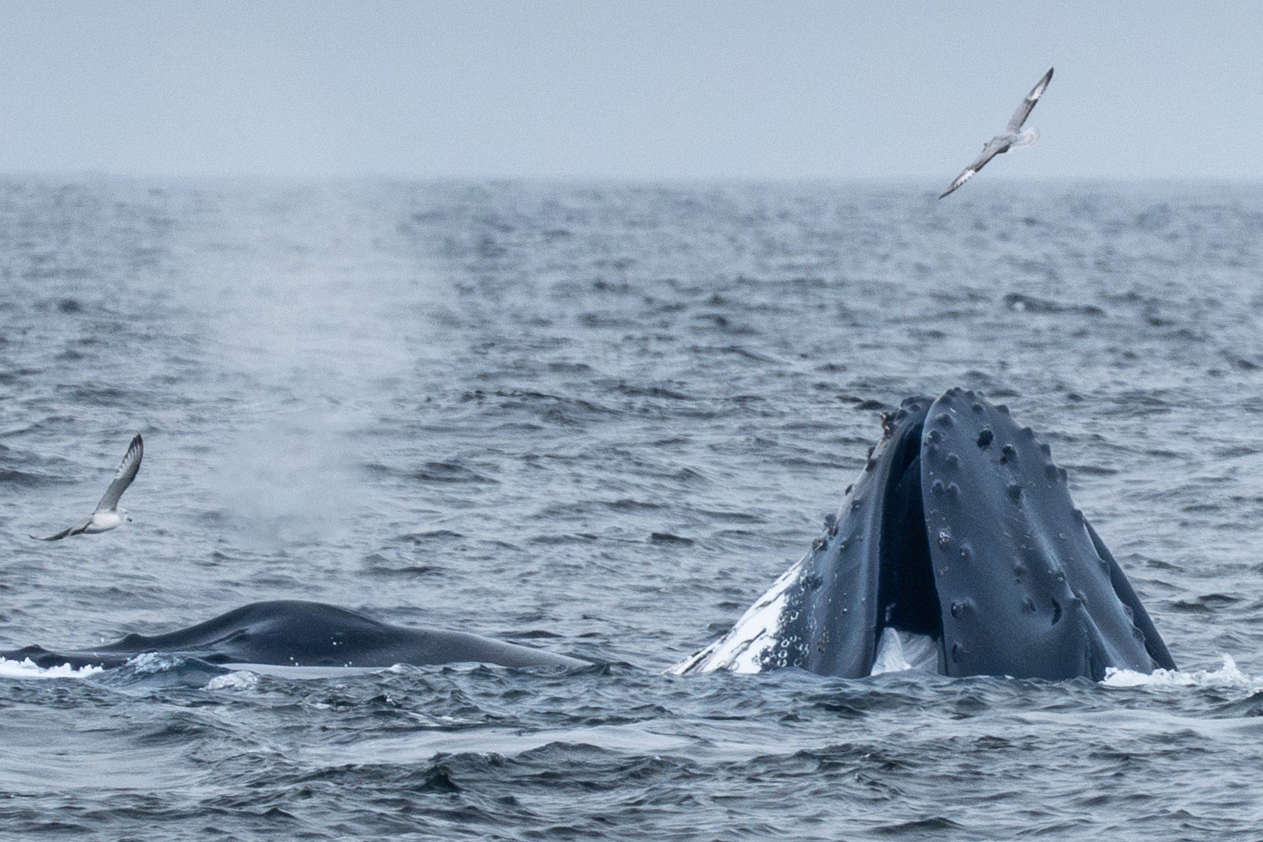 Science at the polar front