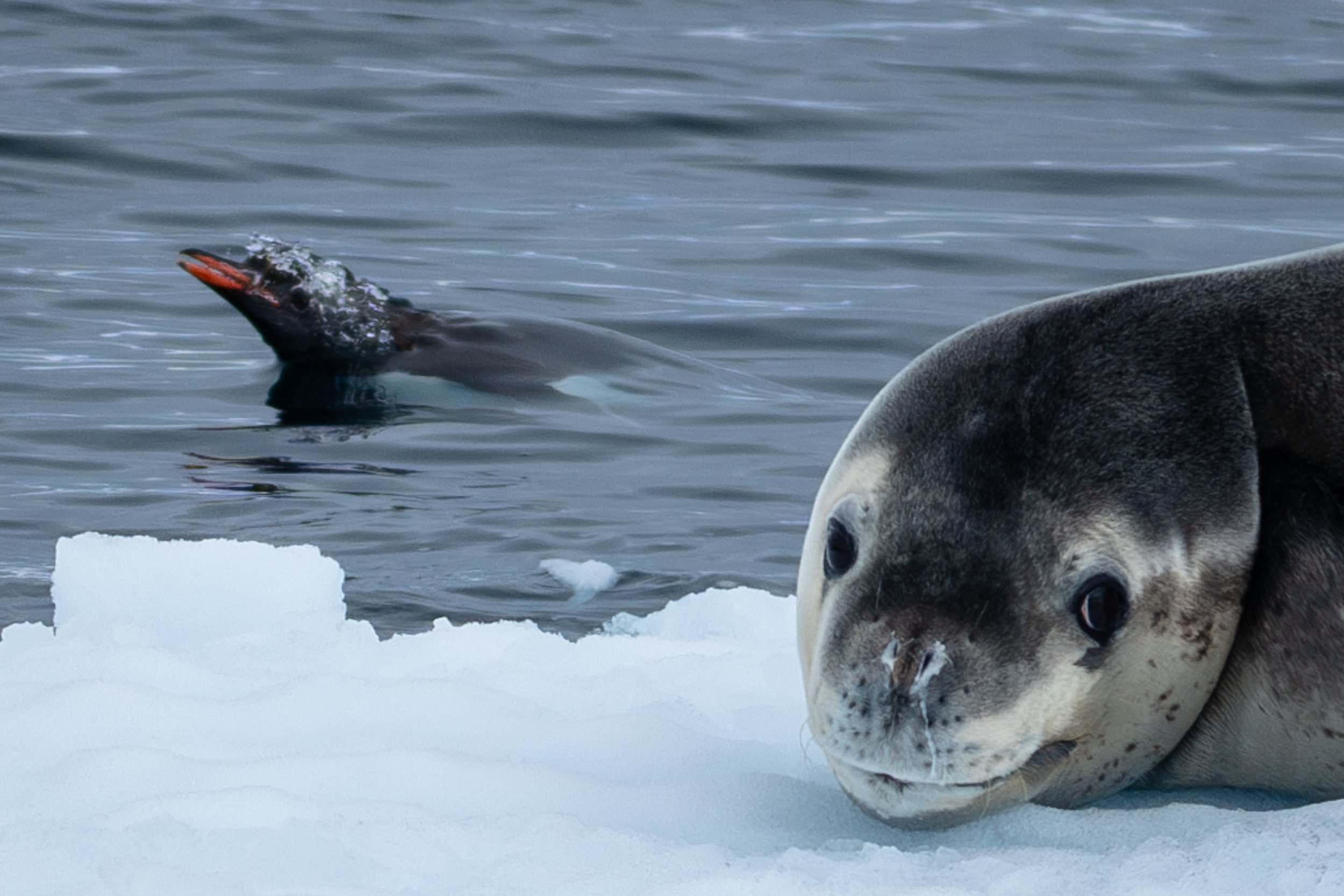 Antarctica, Between Global Warming, Exploitation, And Hope