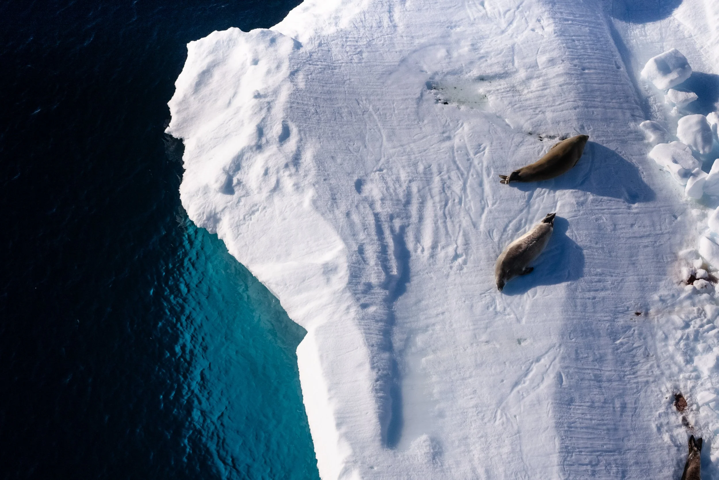 The Sounds of Antarctica: NAVIGATING through ECHOES OF ice, wind, and WILDLIFE