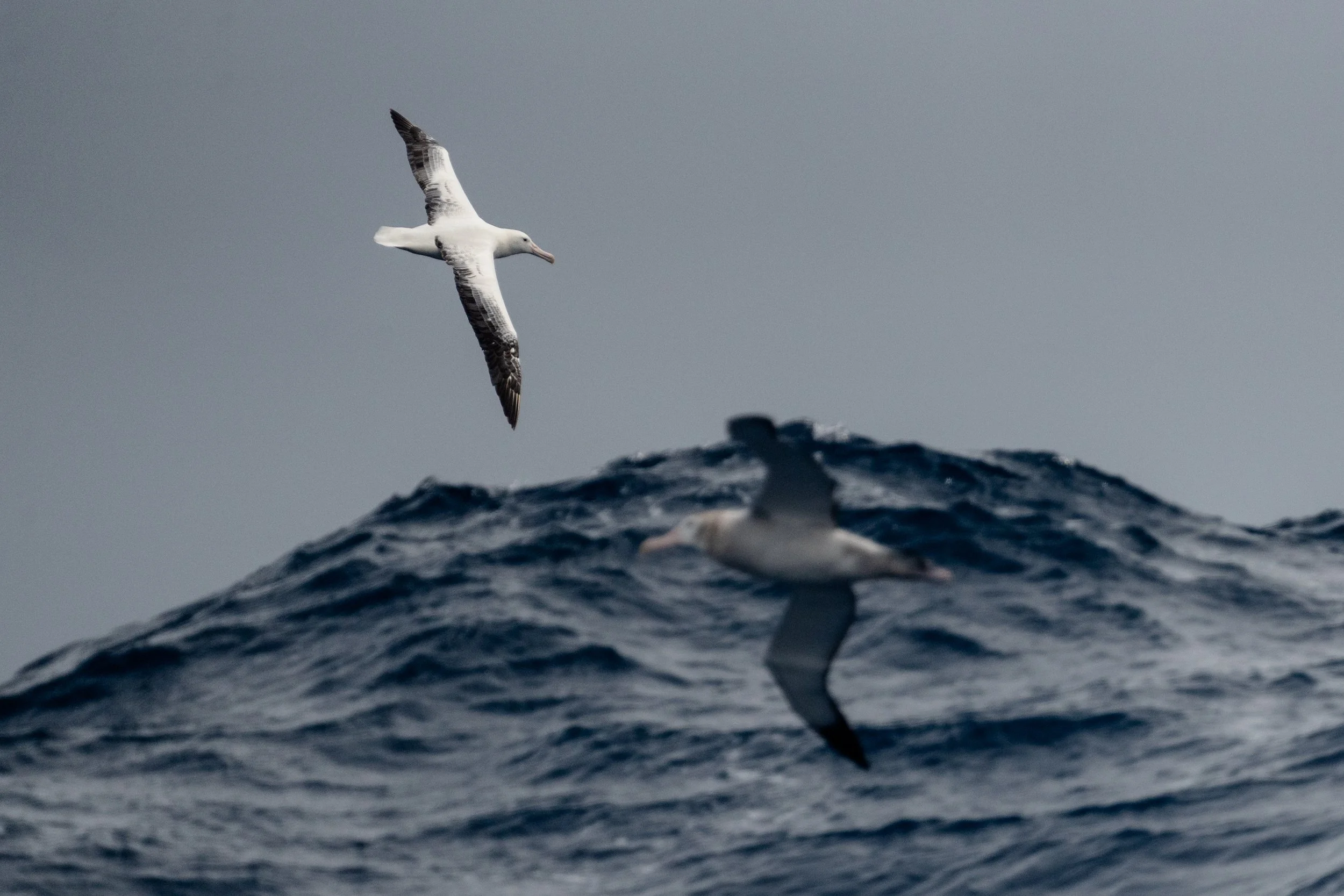 Where the Ocean Connects Us: Returning from Antarctica