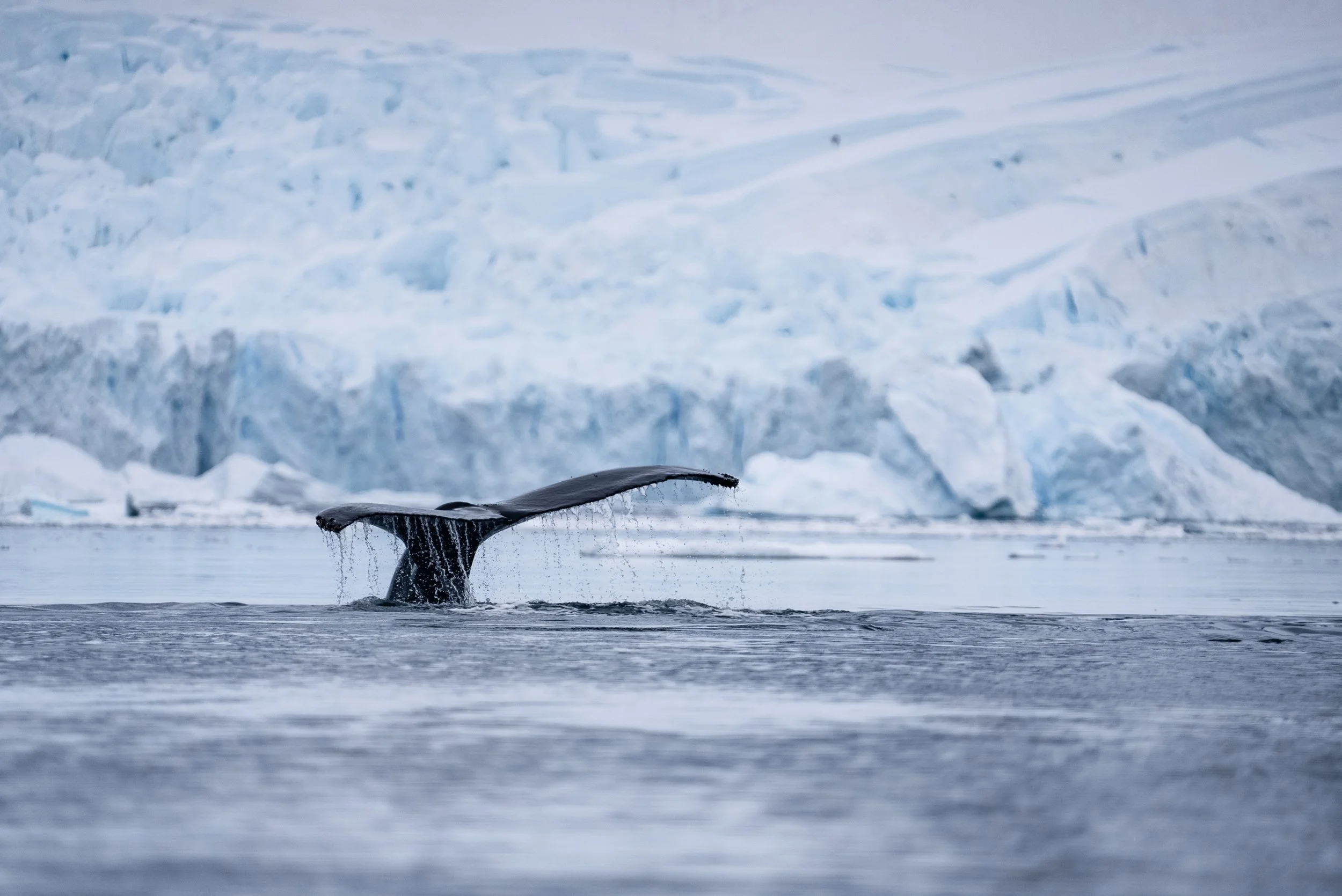 The Whale’s Tail - Thoughts on Intrinsic Value