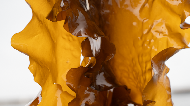 Into the Kelp Forest