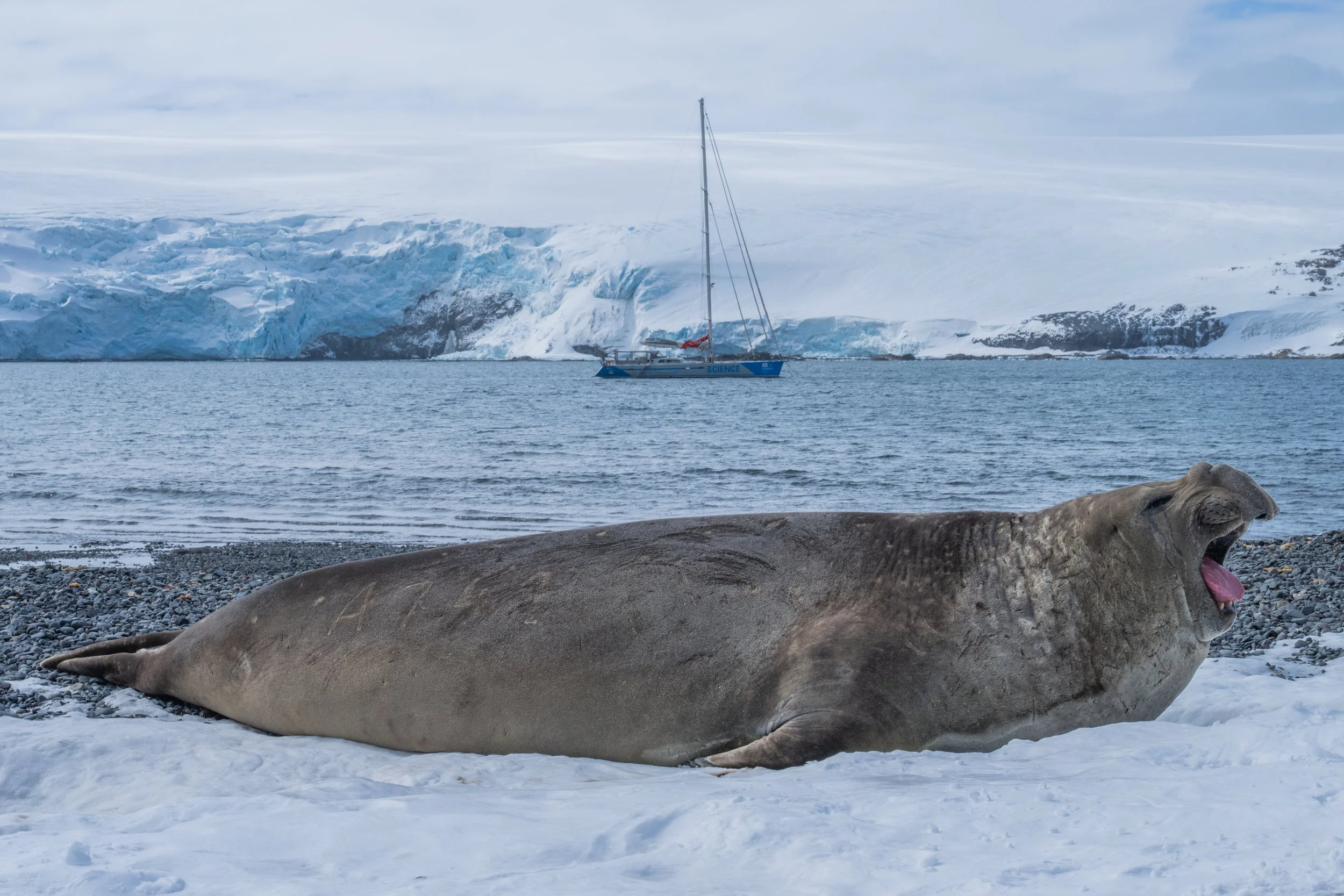 A large elephant seal lying on a snowy beach with an icy and mountainous landscape in the background, including Malizia Explorer on the water in Antarctica.