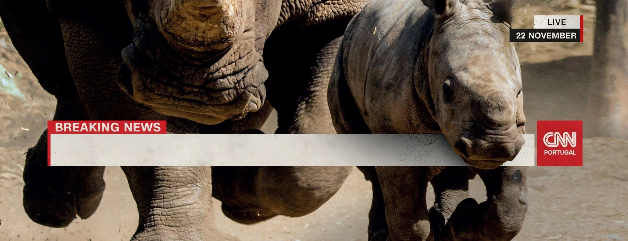 Image of two baby elephants running on dirt ground, with a news banner overlay in English and Portuguese.