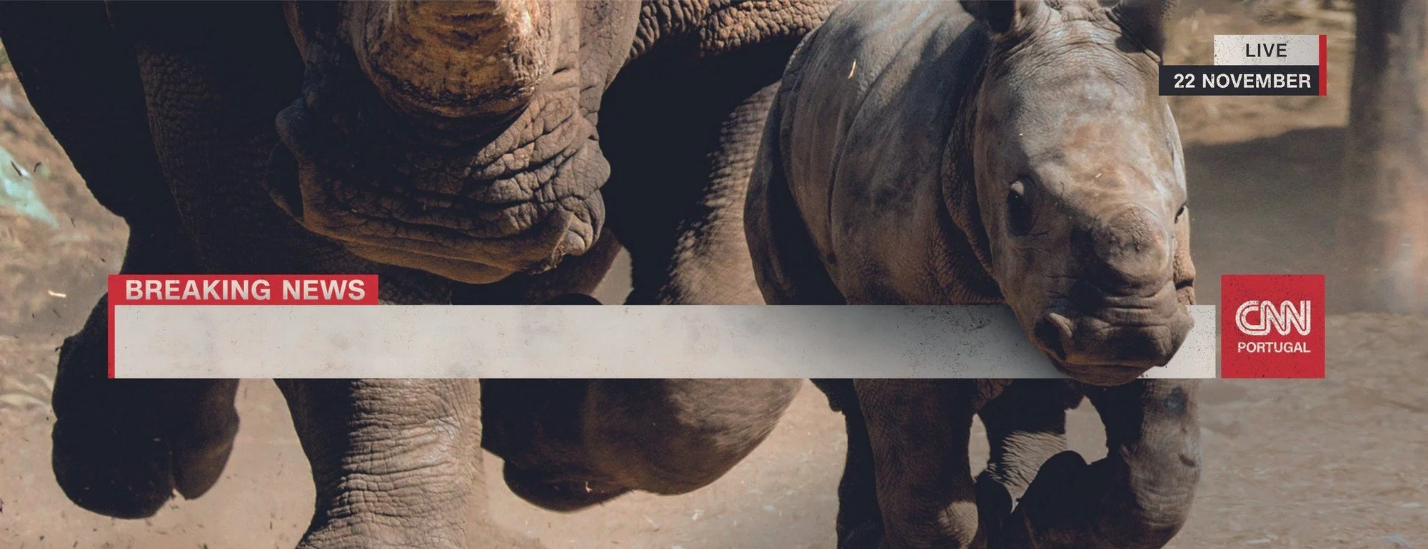 A baby calf standing next to an adult elephant in a dusty environment, with news graphics overlay including "BREAKING NEWS," the CNN logo, and event details.