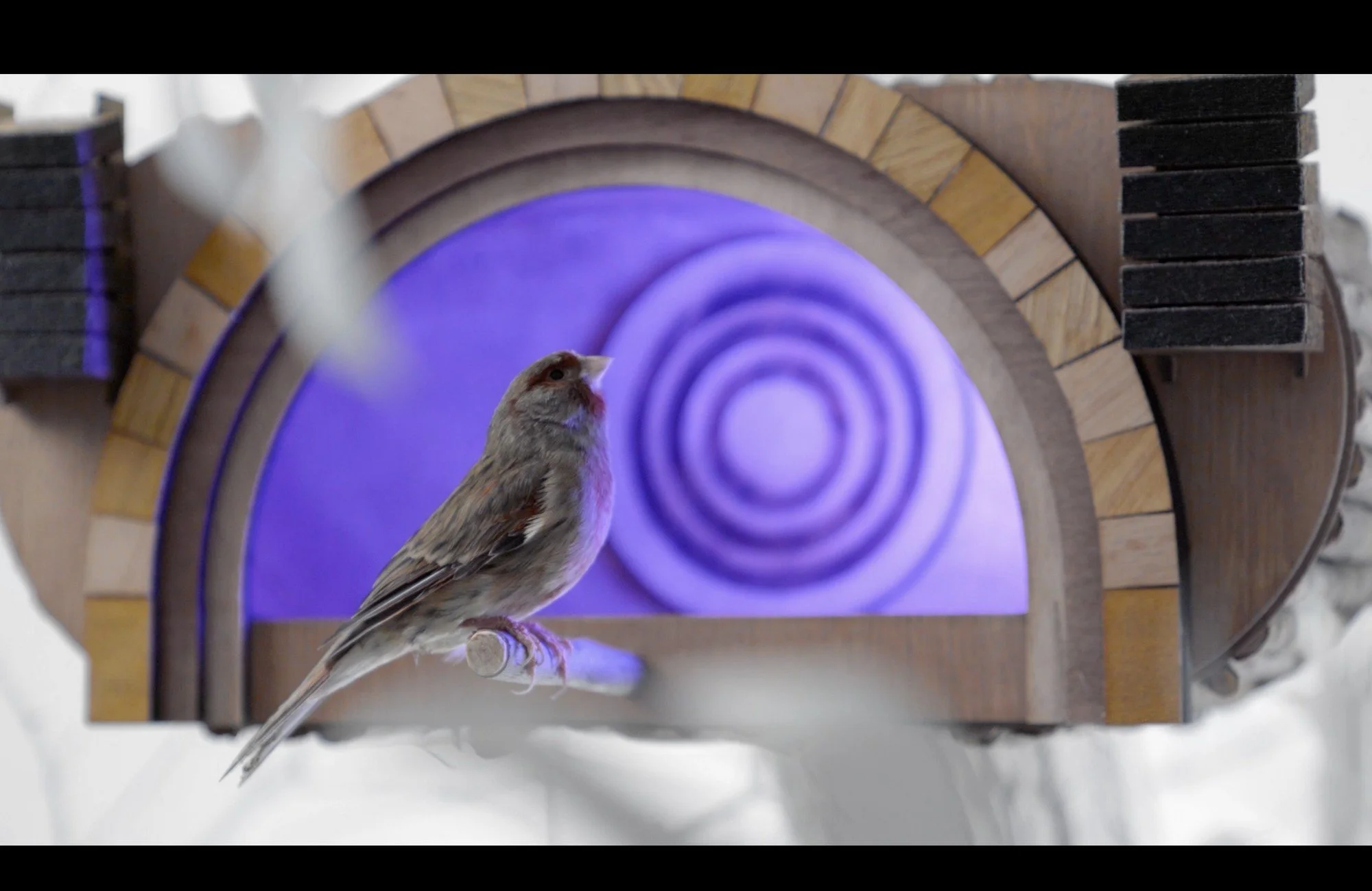A small brown and white bird perched on a wooden birdhouse with a glowing purple spiral design in the background.