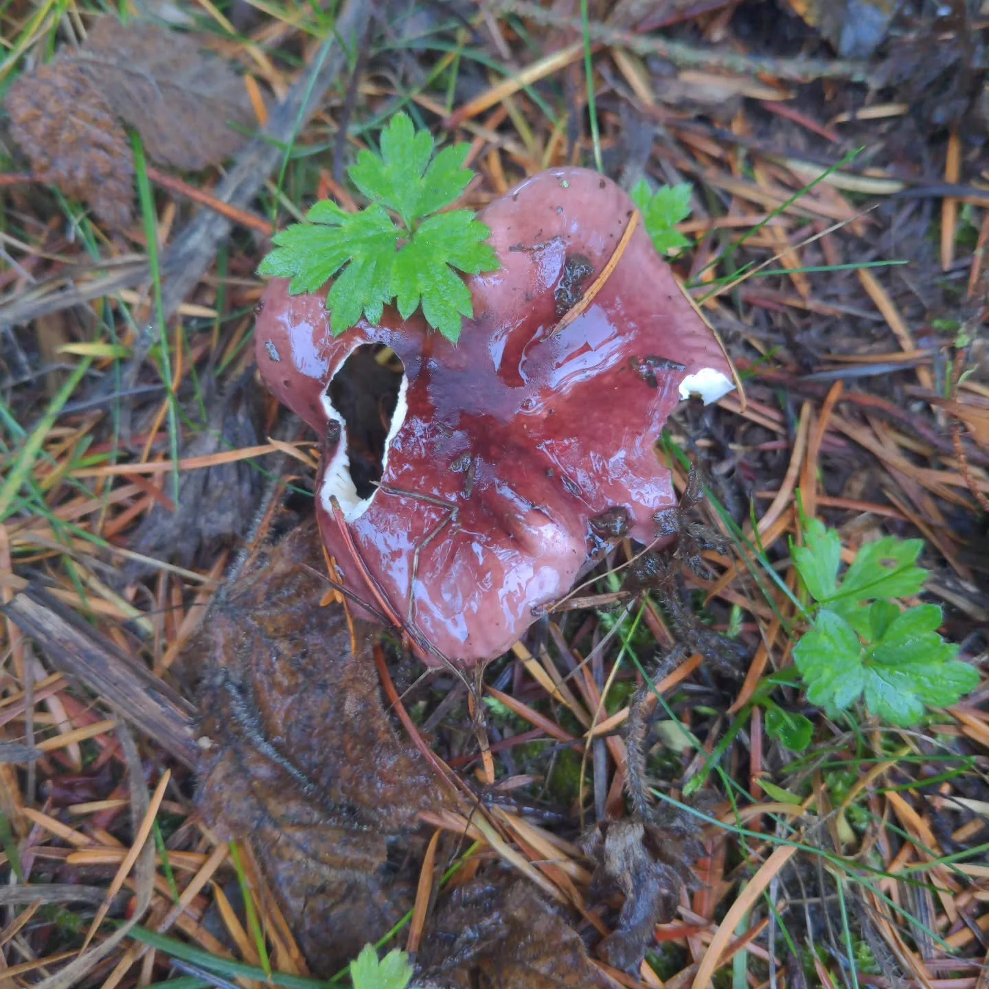 Any idea what kind of mushroom this is? There's just the one that I saw and it is surrounded by gray knight mushrooms.