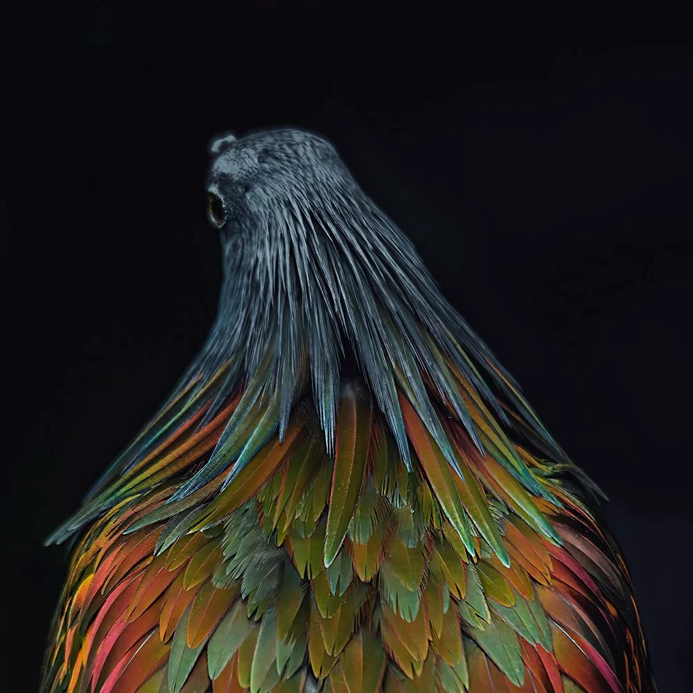 Interview with a Nicobar Pigeon