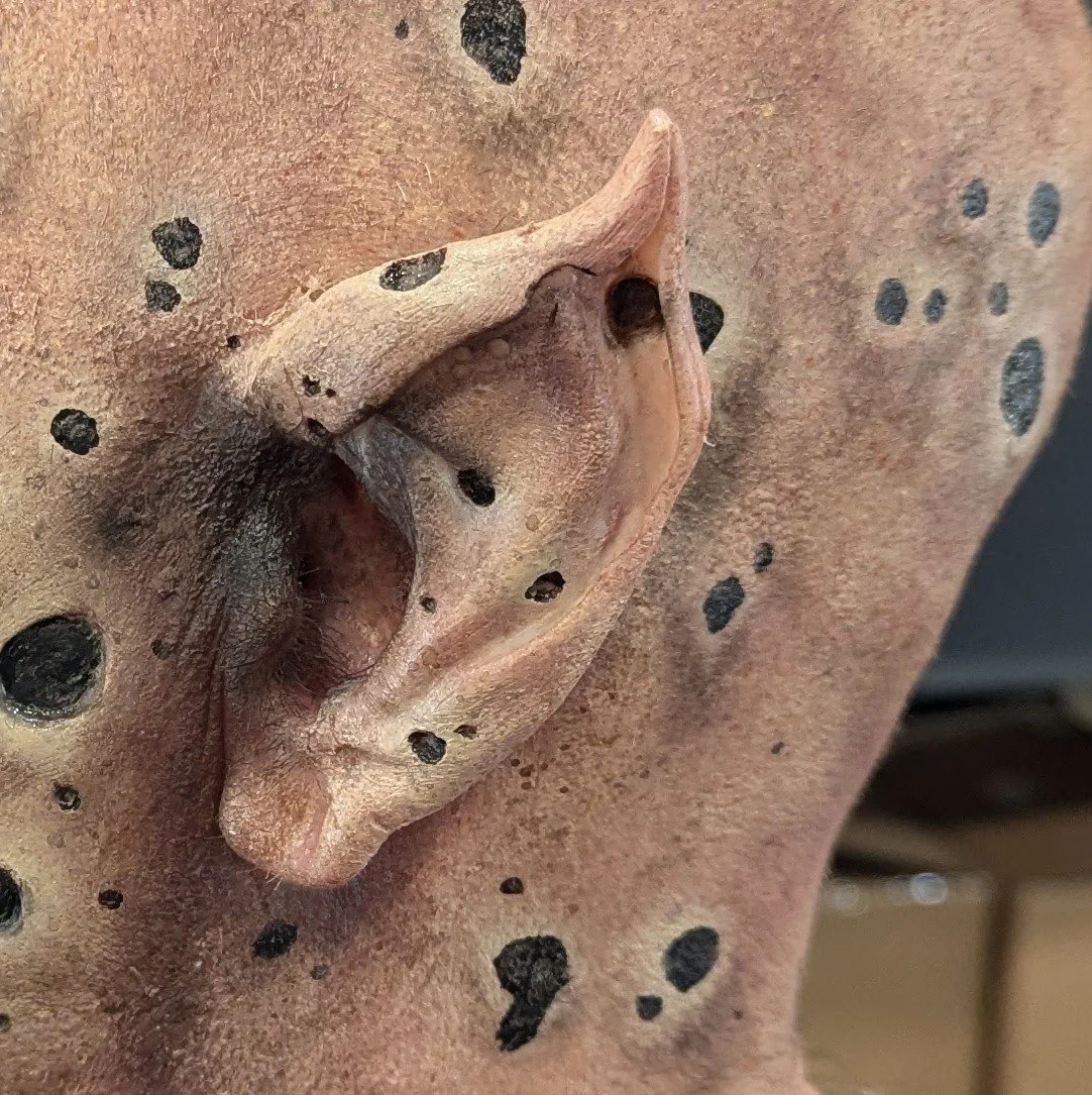 Close-up of a human face with a prosthetic nose resembling a pig's snout, attached to the cheek, with black spots on the skin.