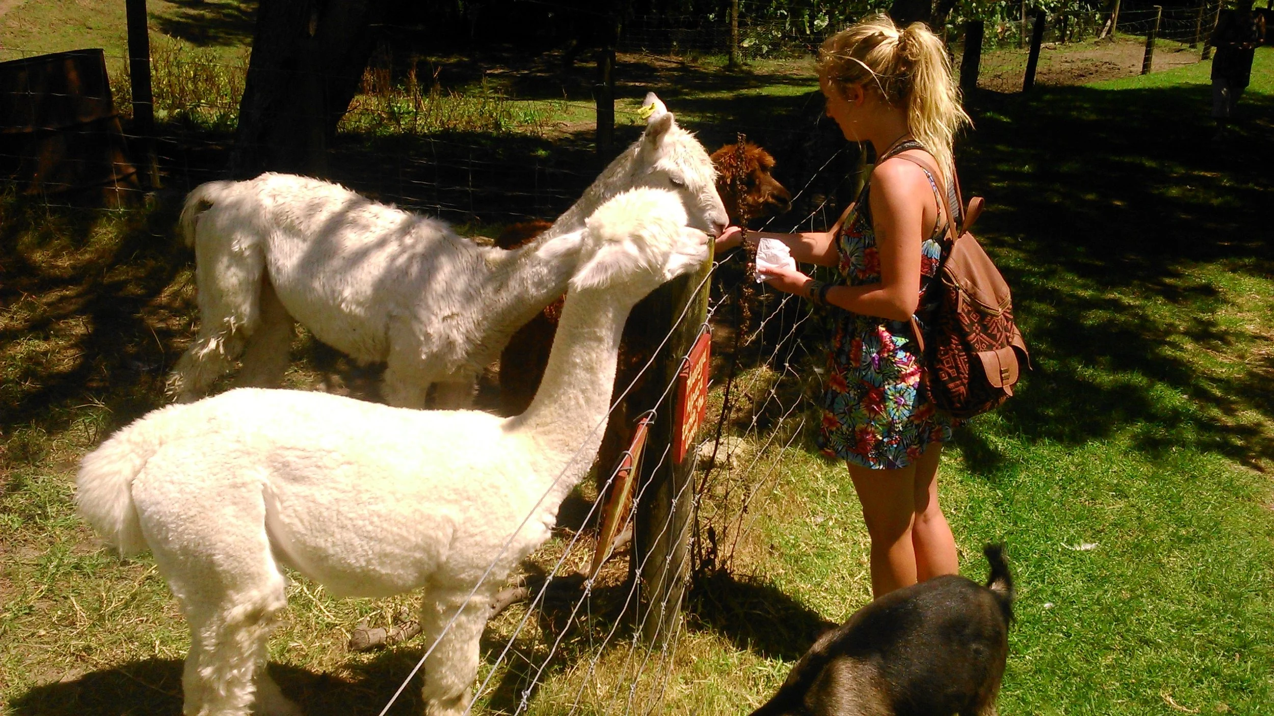 A woman in a floral dress and backpack feeds animals, including alpacas and a dog, at a petting zoo enclosed by a wire fence, with trees and grass in the background.