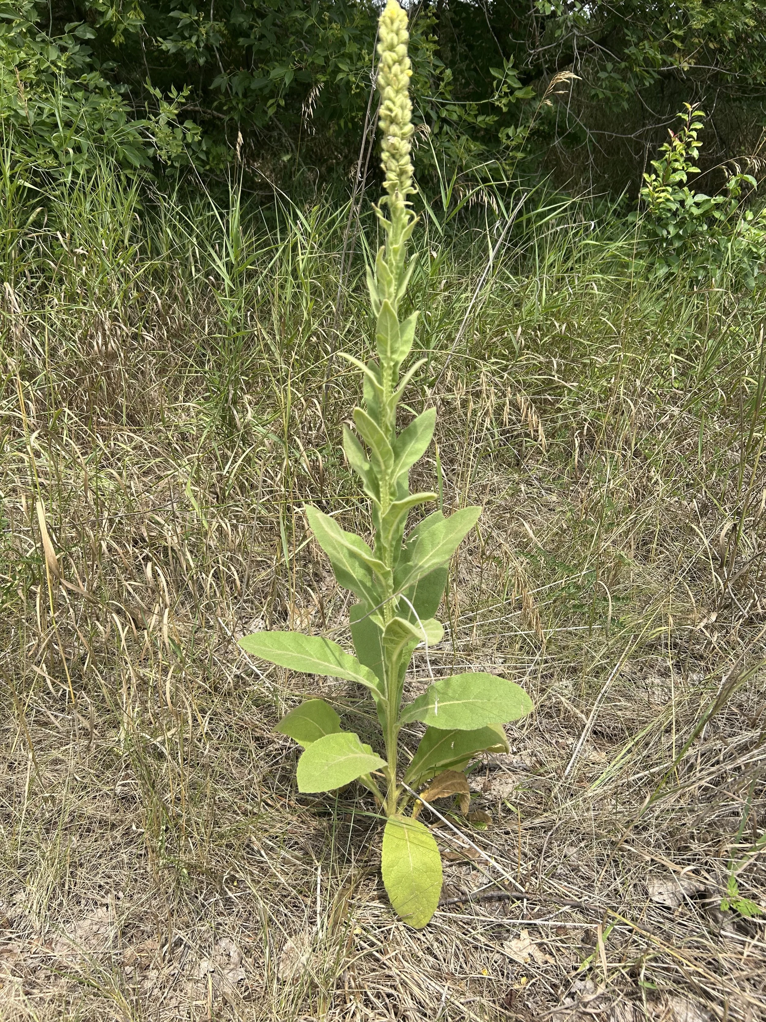 A tall green plant with elongated leaves and a flower spike at the top, growing in a grassy, slightly dry area with more greenery in the background.
