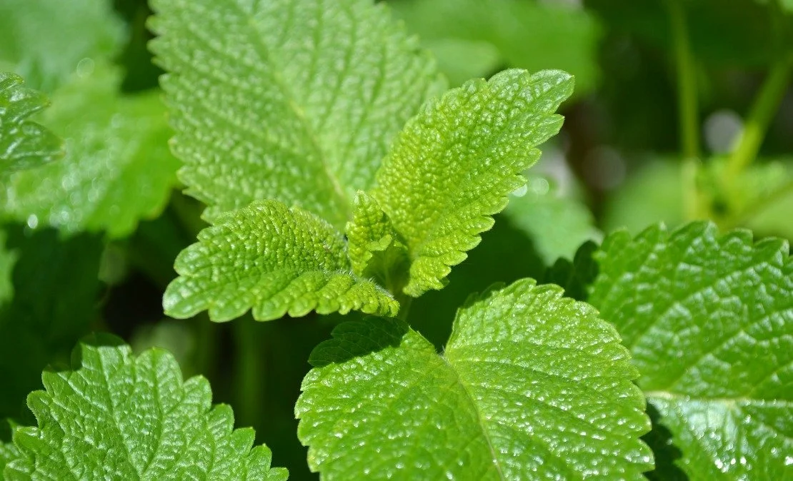 Lemon-Balm.jpg