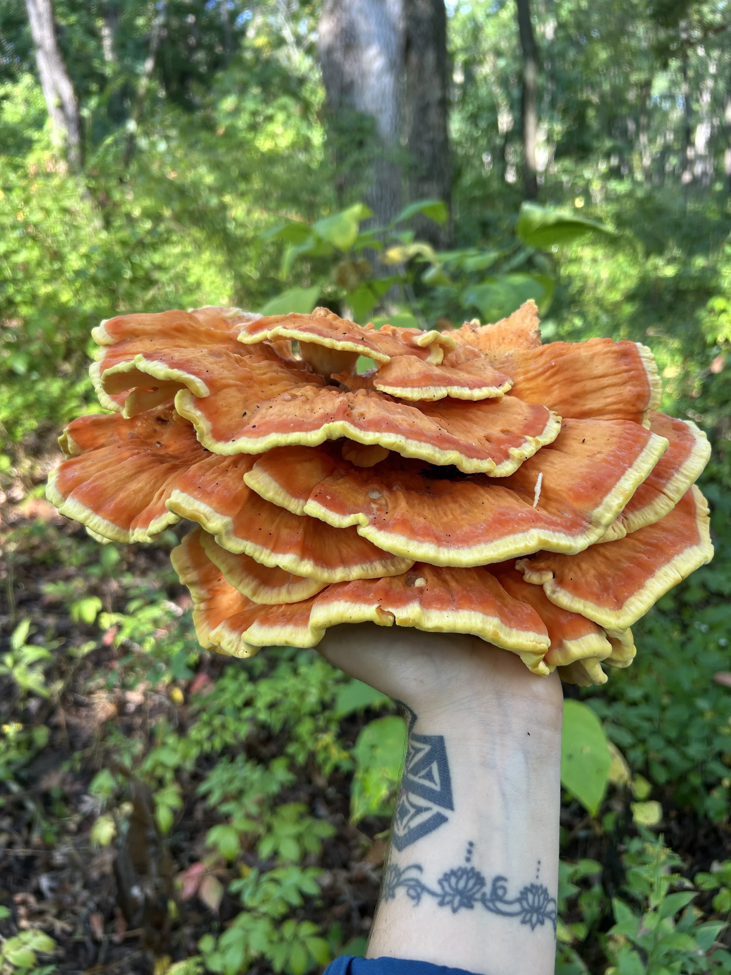 Person holding a large cluster of bright orange and yellow mushrooms in a forest with green foliage in the background.