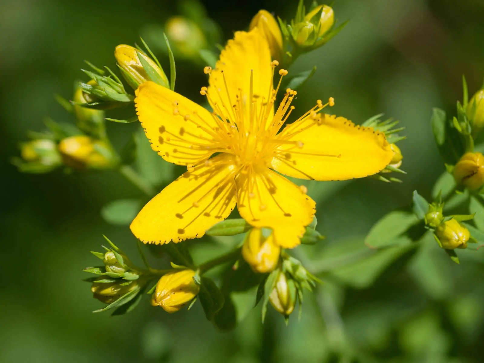 st johns wort.jpg