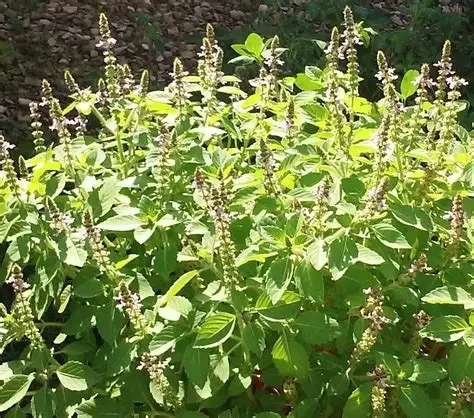 tulsi.webp