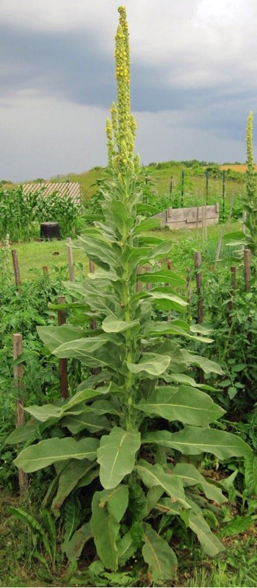 Mullein.jpg