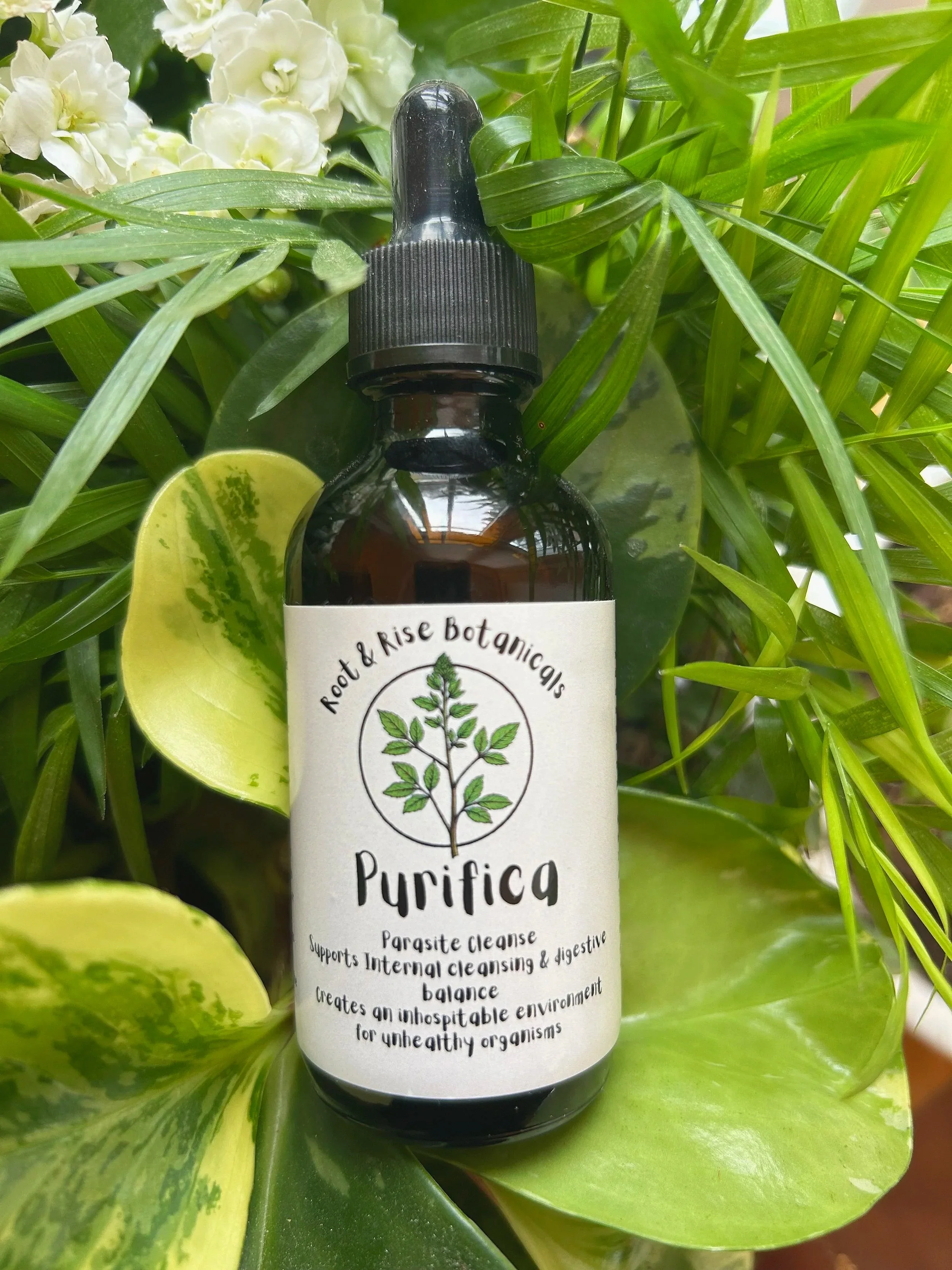 Parasite Cleanse Tincture 2oz