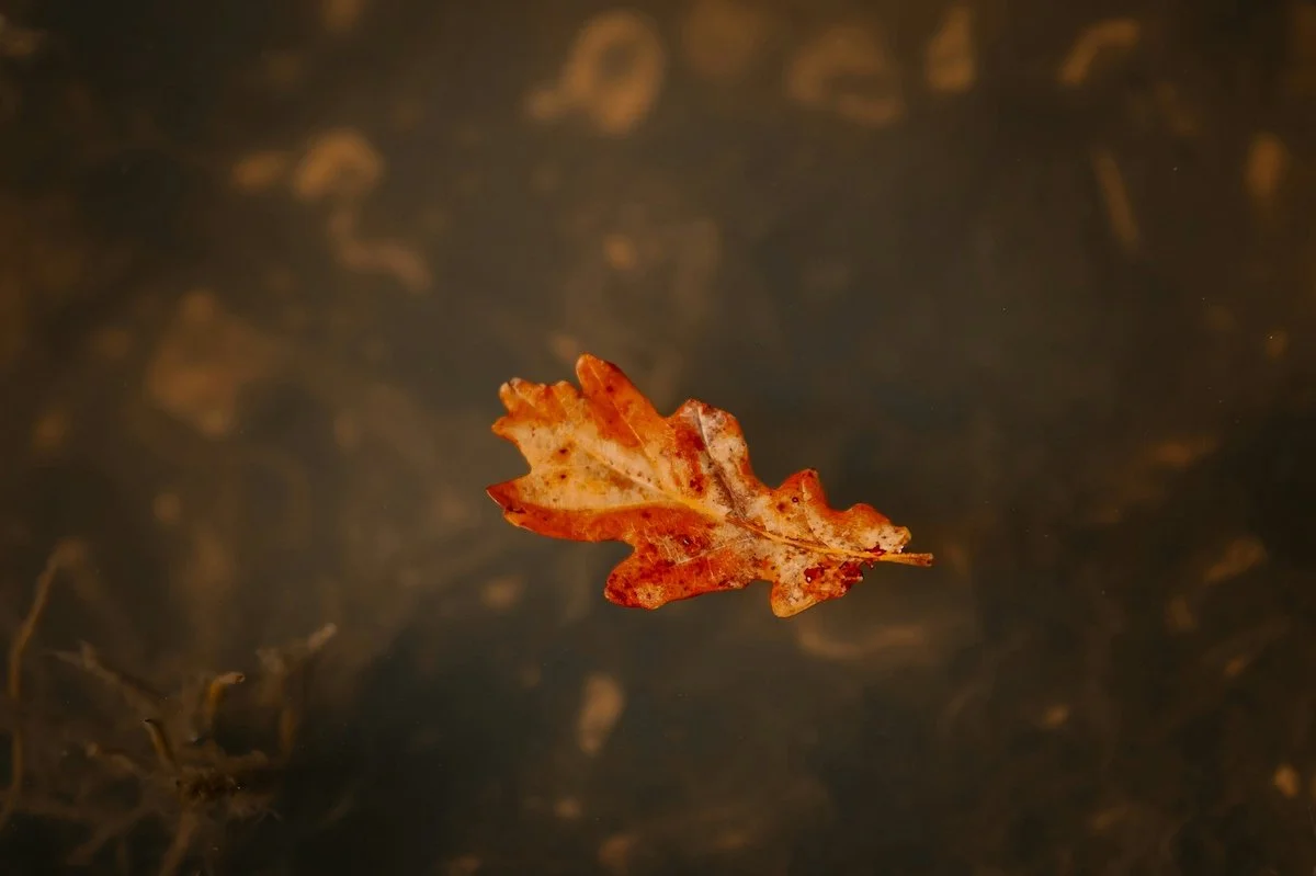 A single autumn leaf on water, reflecting on whether therapy is the right choice for clients in Norfolk.