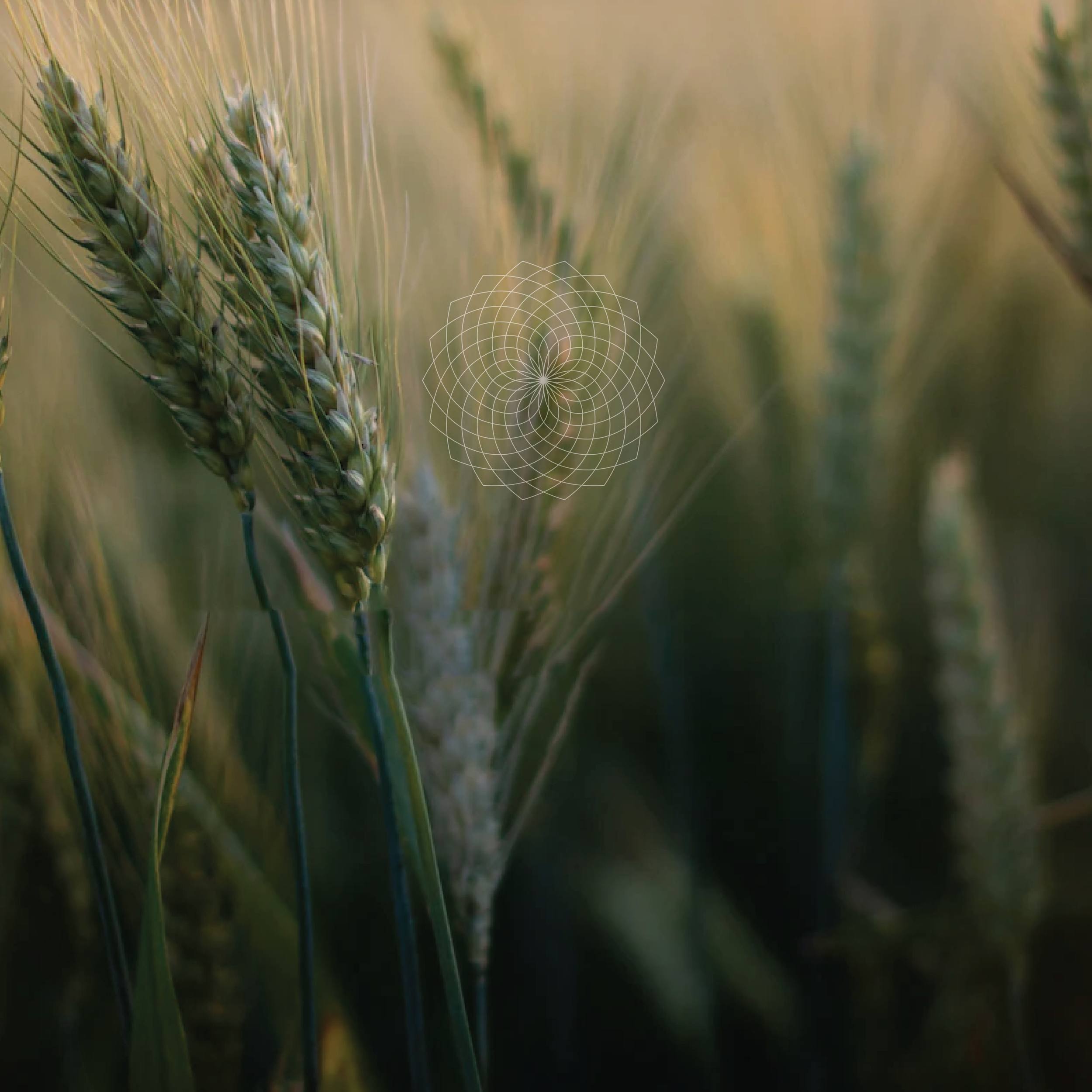 Close-up of green wheat stalks in a field, with some geometric overlay in the center.