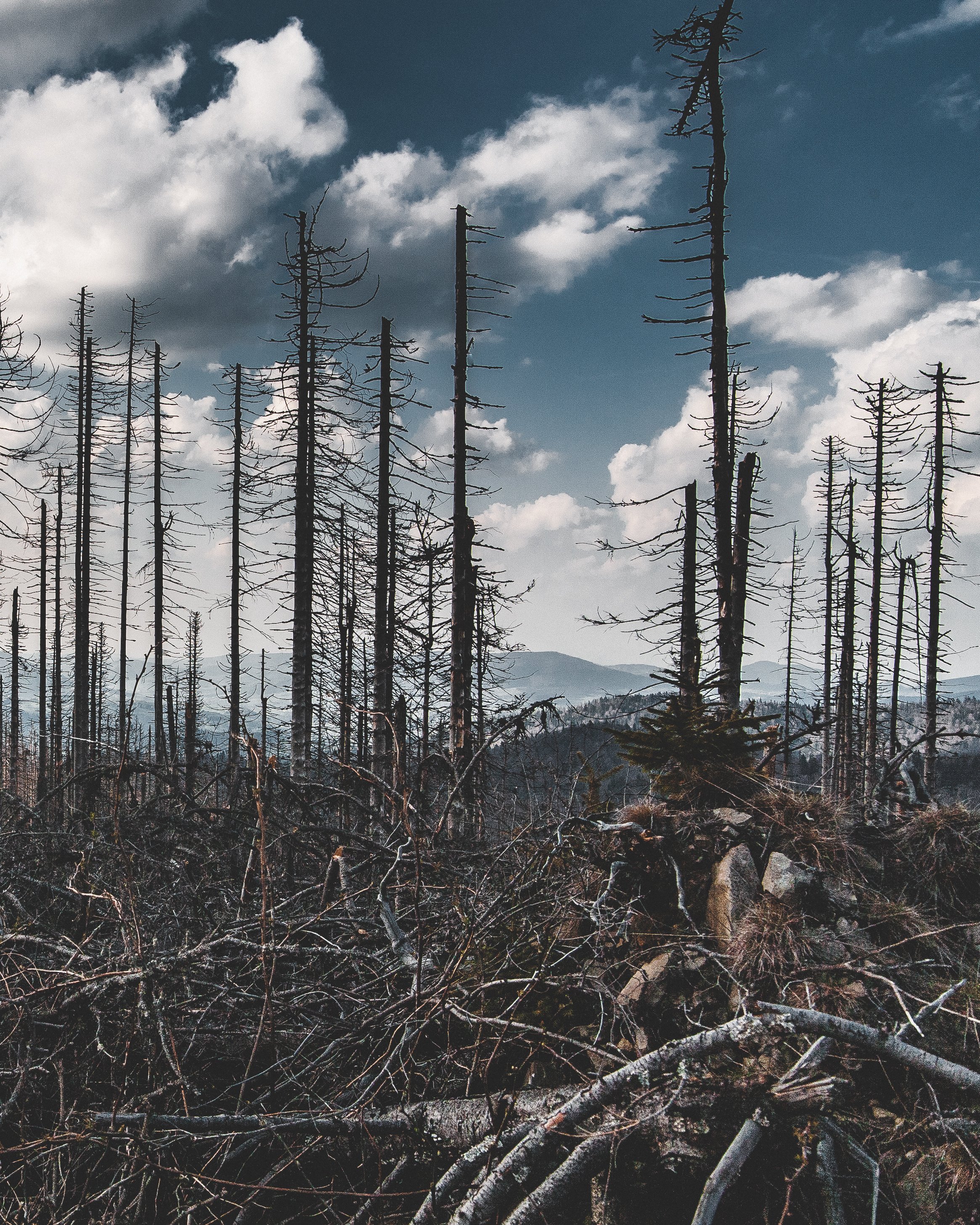 Turbacz, niszczyciel