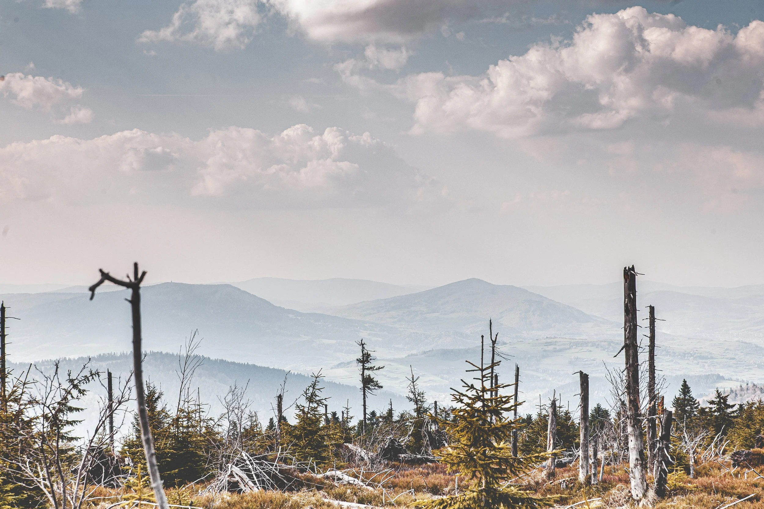 Turbacz, niszczyciel