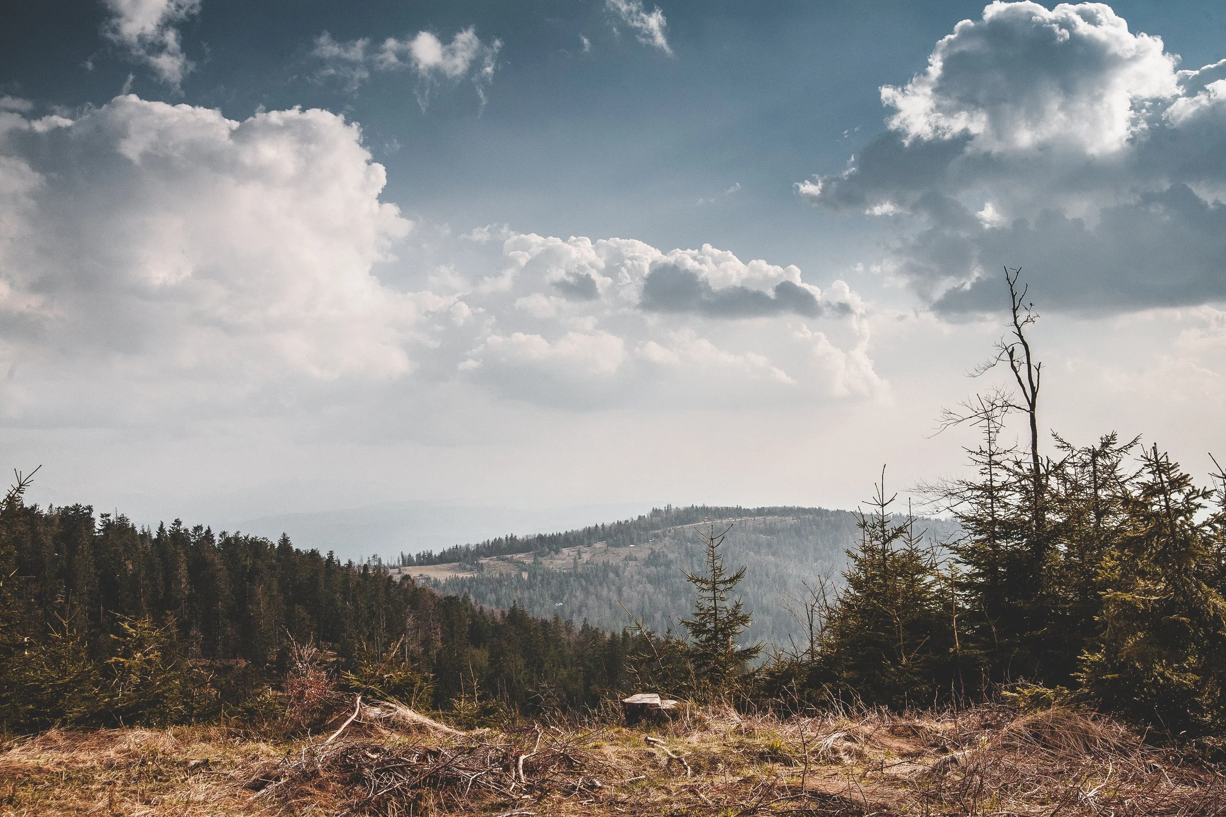 Turbacz, niszczyciel