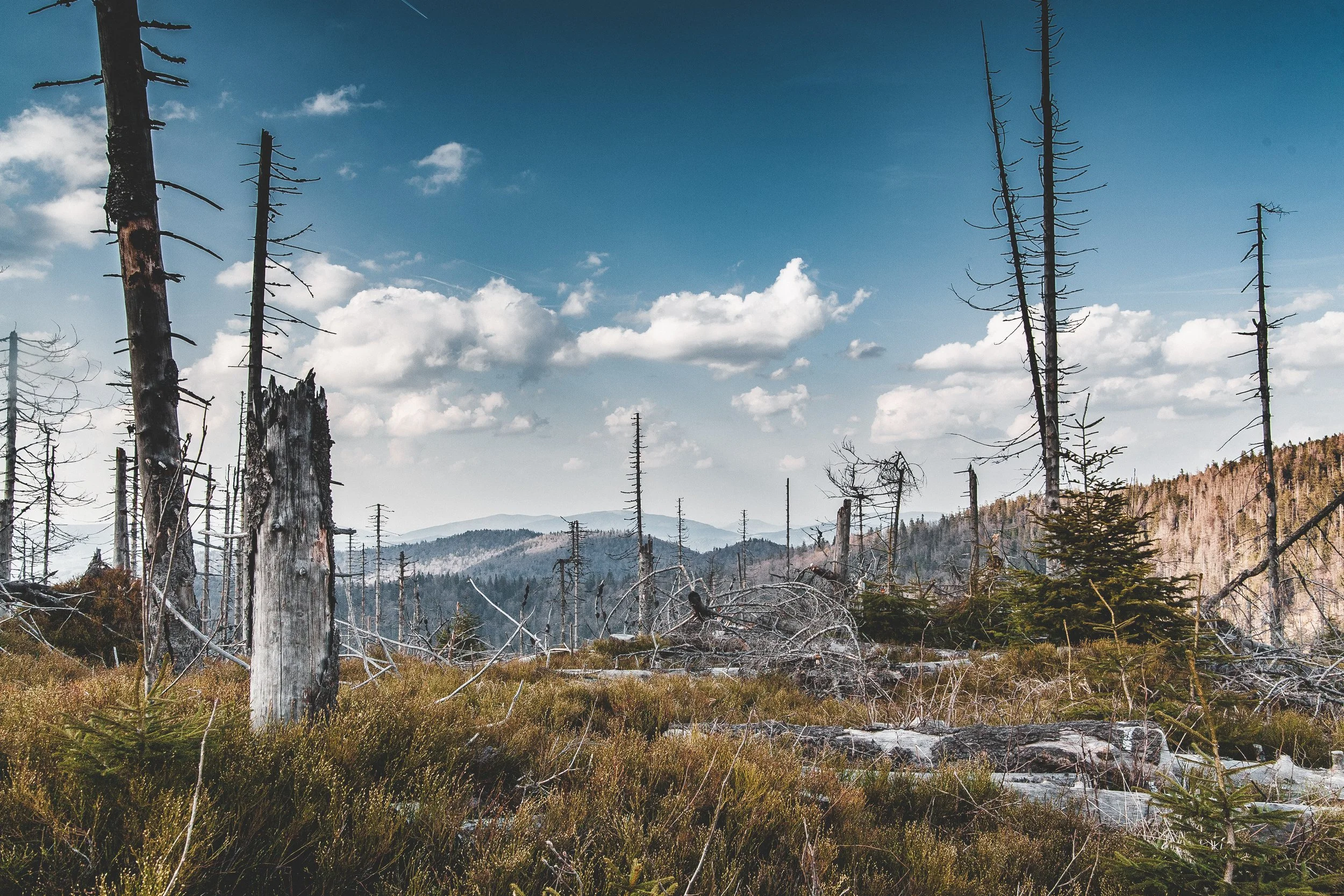 Turbacz, niszczyciel